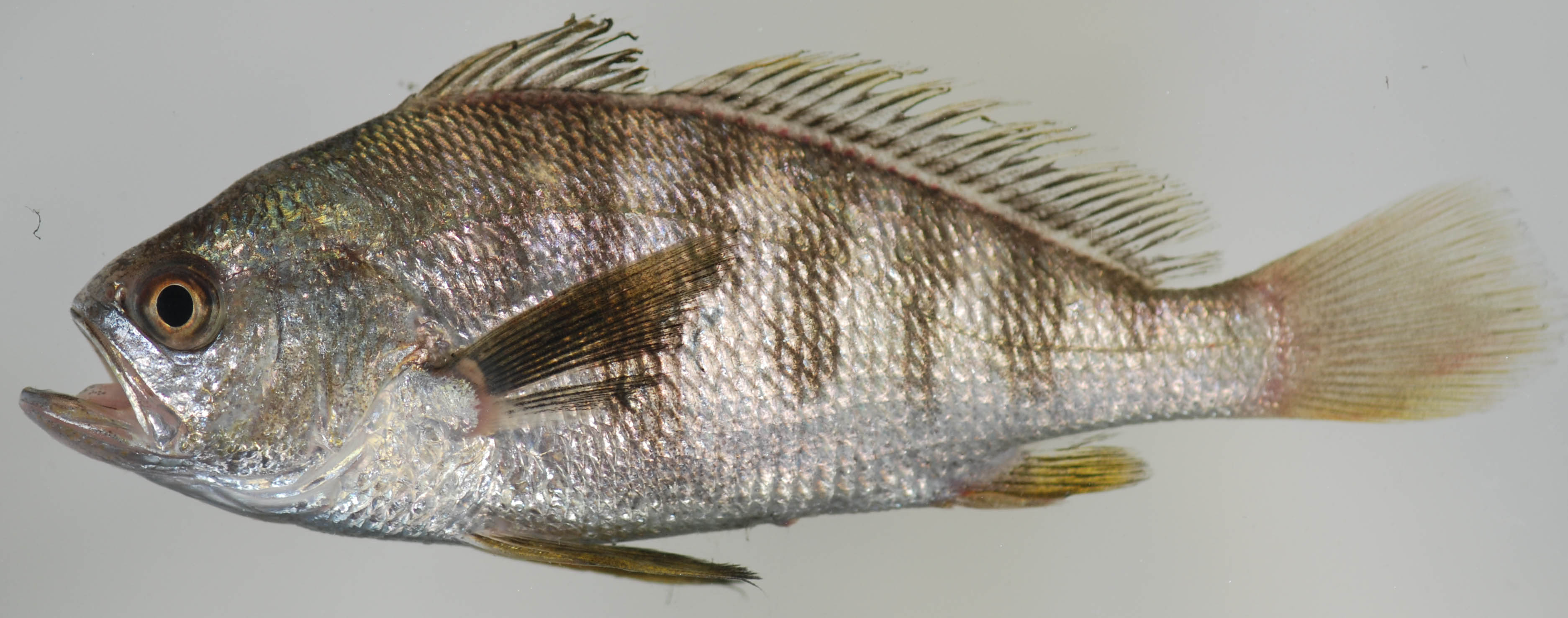 image of larimus fasciatus \(banded drum\)