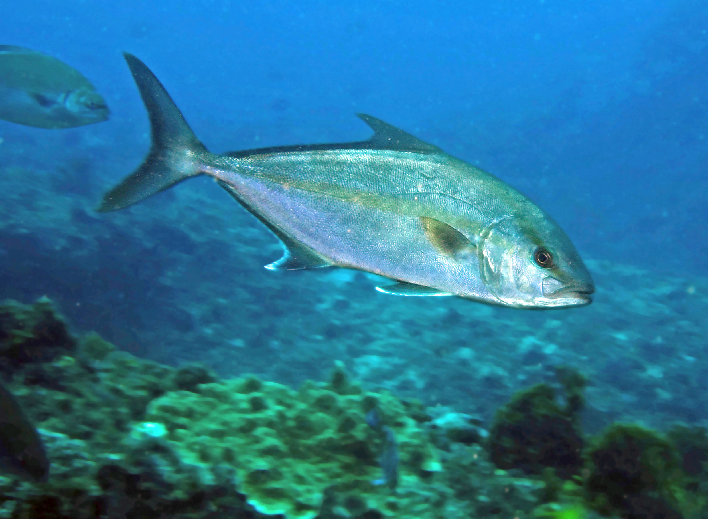 image of seriola dumerili \(greater amberjack\)