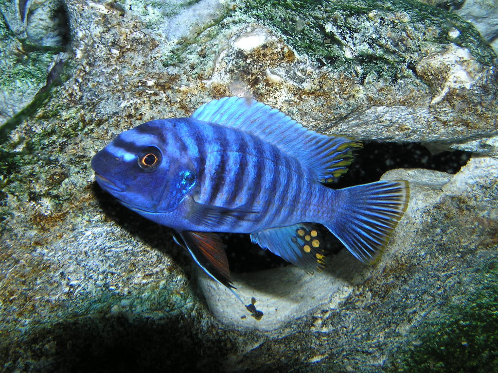 image of labeotropheus fuelleborni \(blue mbuna\)