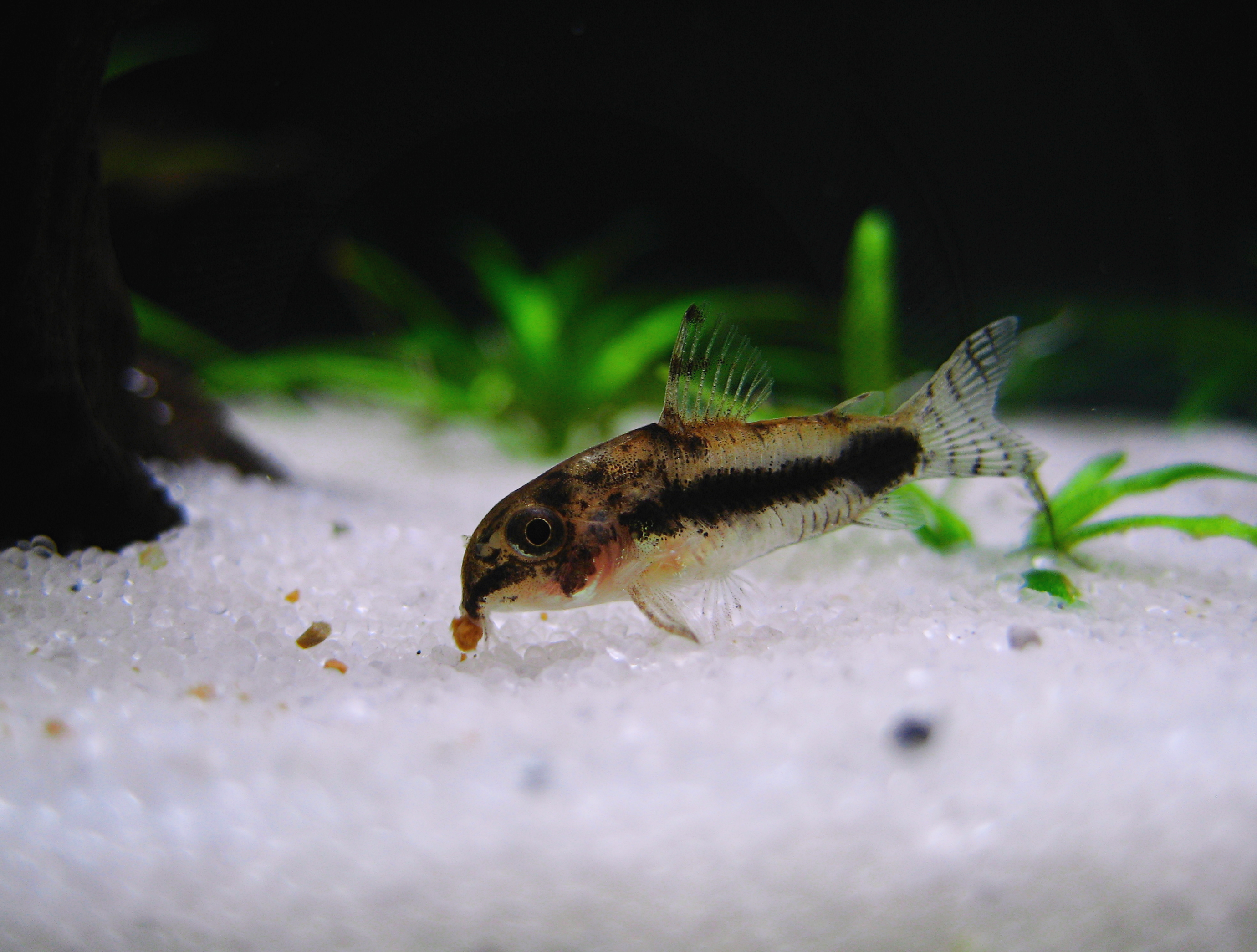 image of corydoras habrosus \(salt and pepper catfish\)