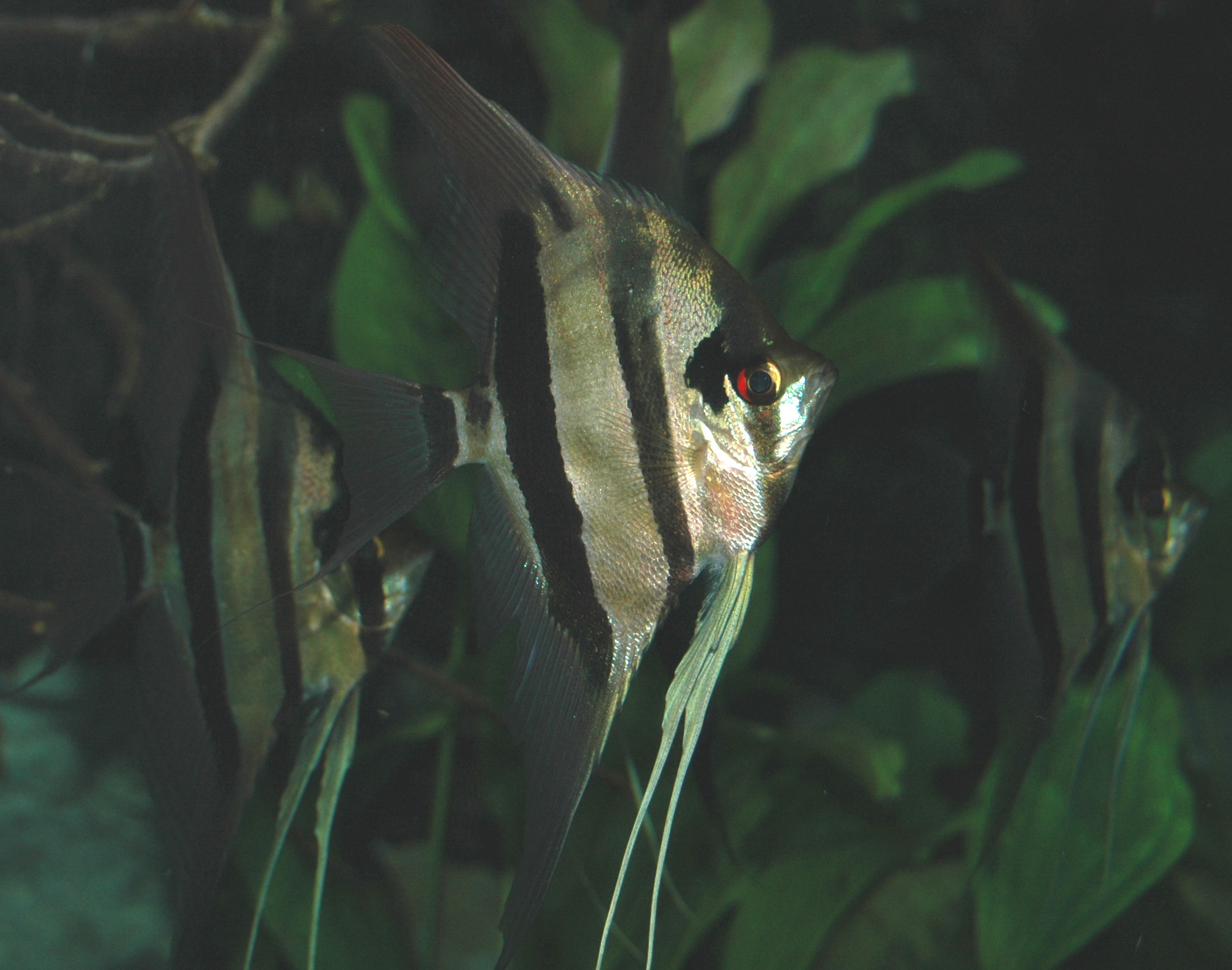 image of pterophyllum scalare \(freshwater angelfish\)