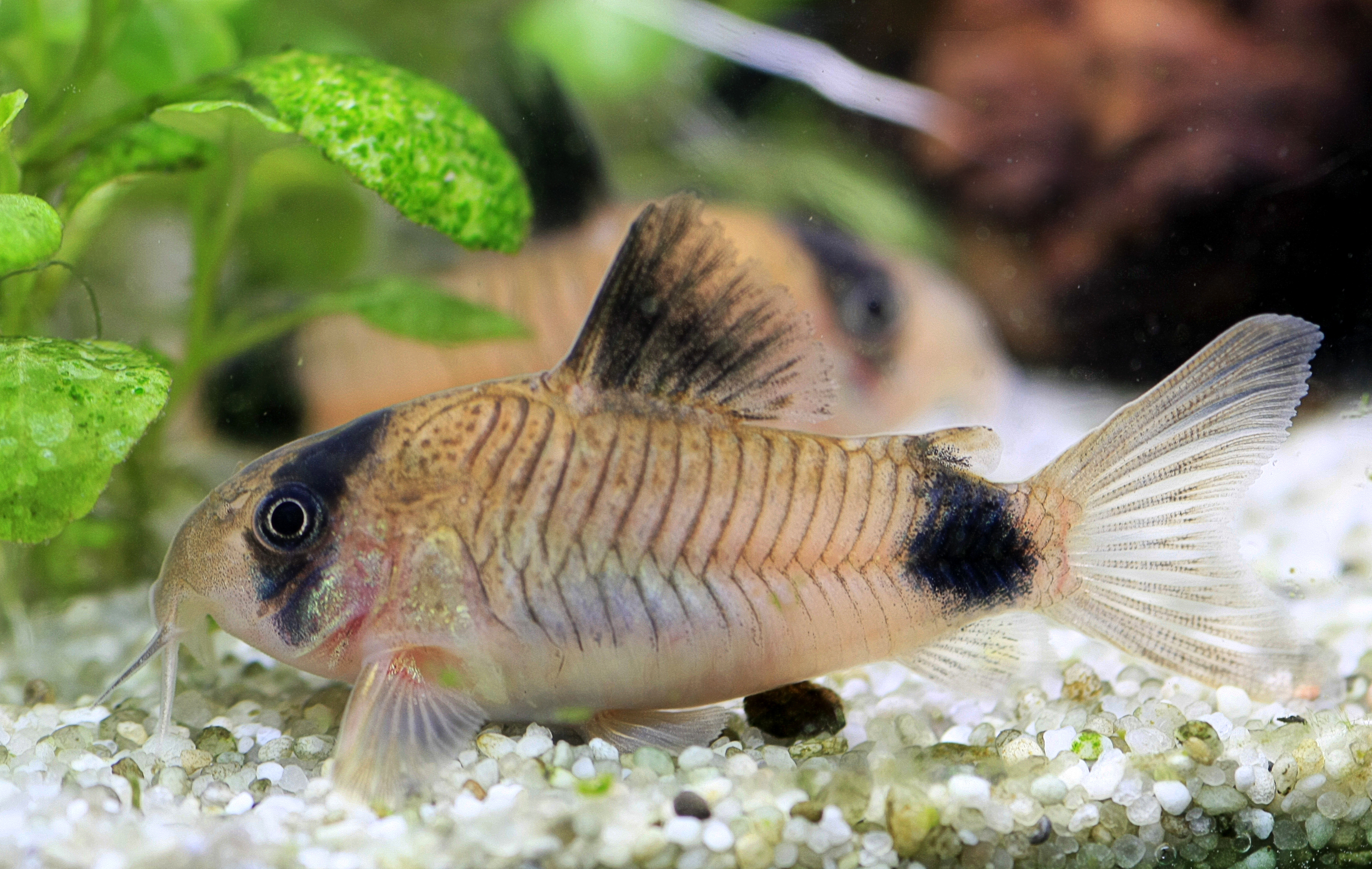 image of corydoras panda \(panda corydoras\)