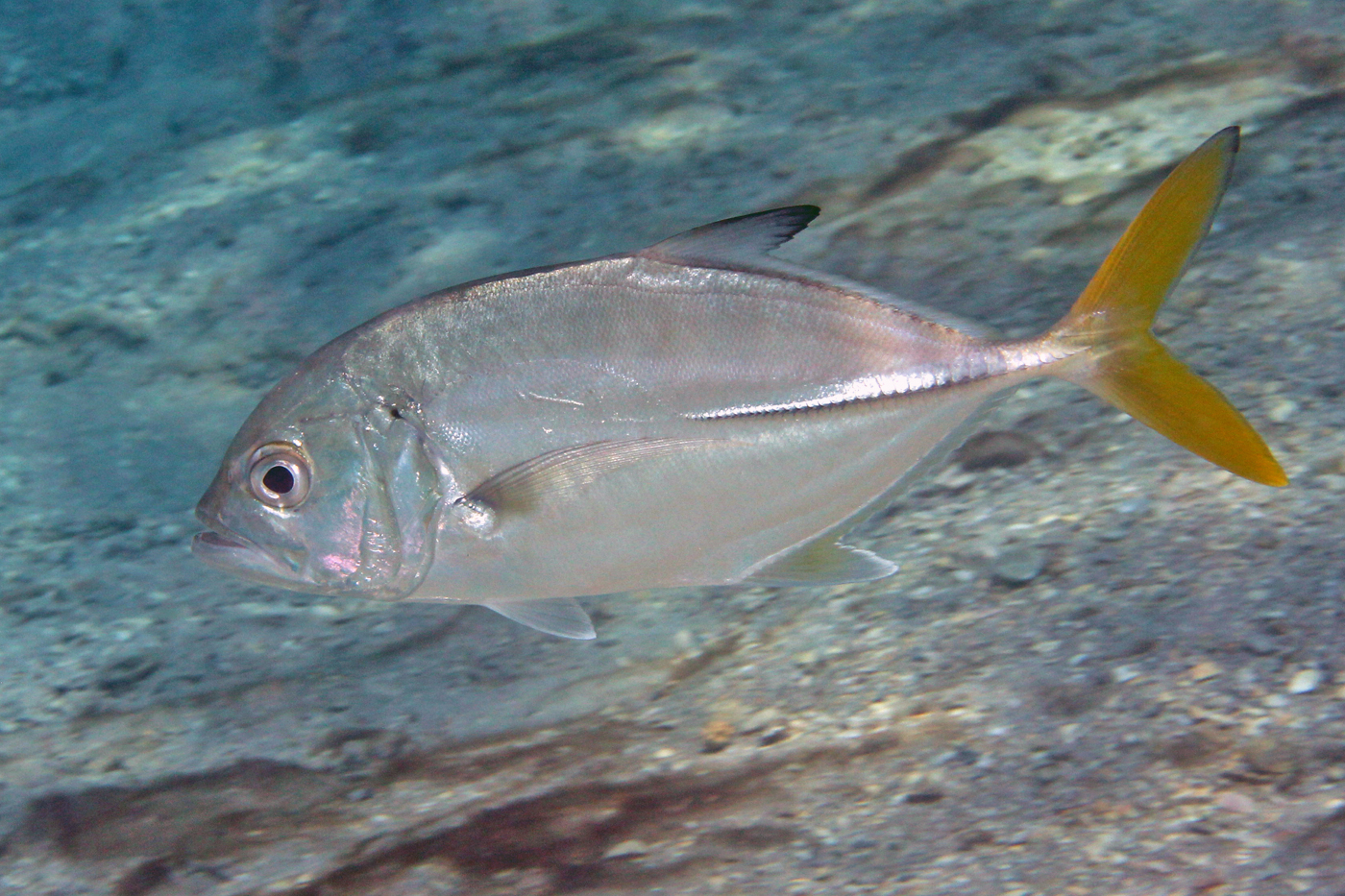 image of caranx latus \(horse-eye jack\)