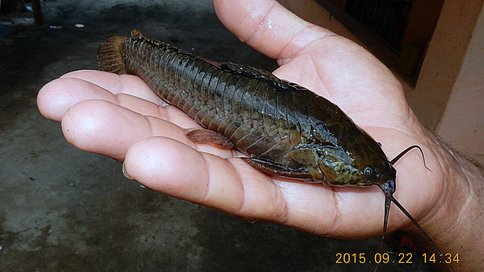 image of callichthys callichthys \(cascarudo\)