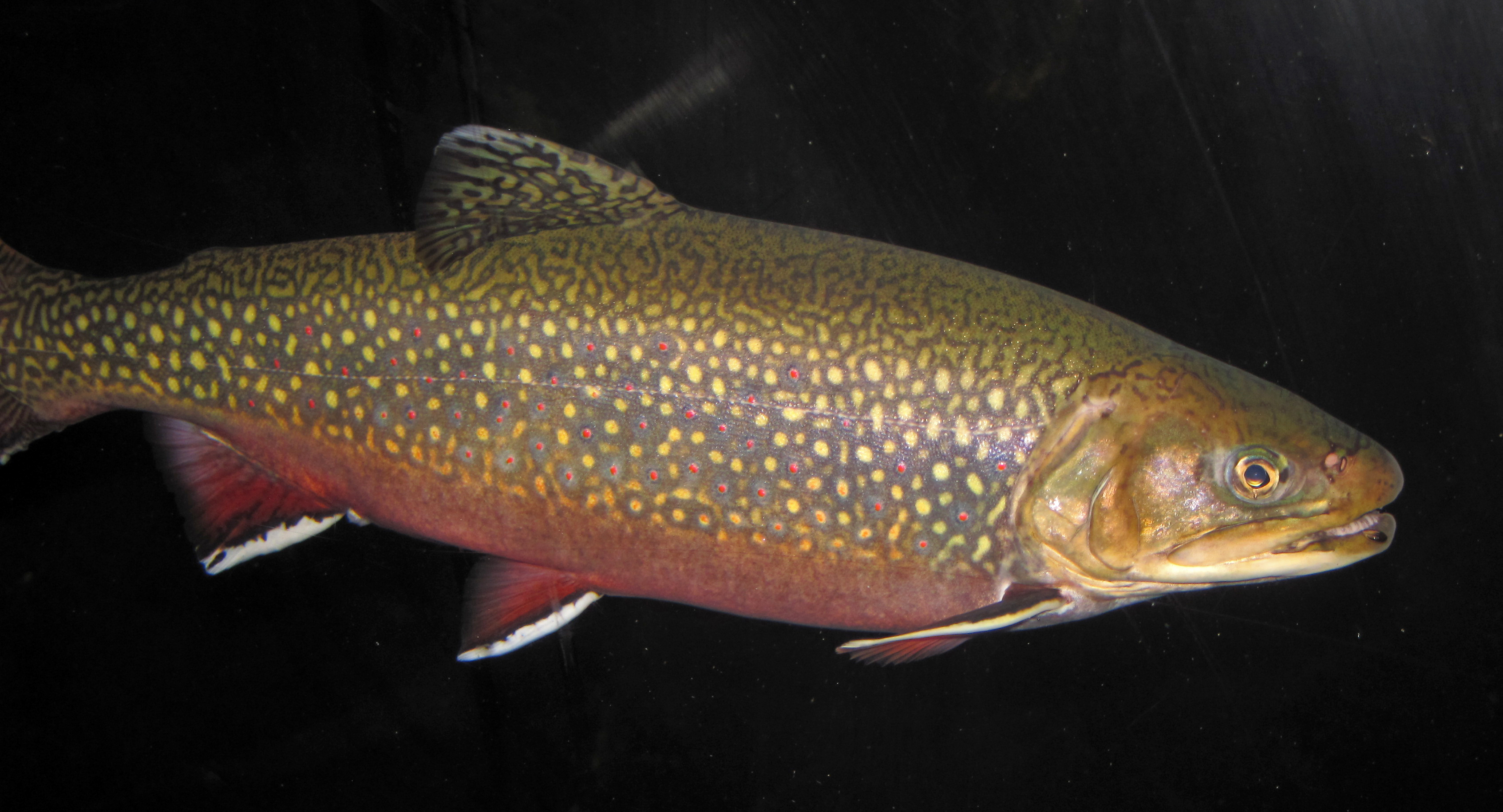image of salvelinus fontinalis \(brook trout\)