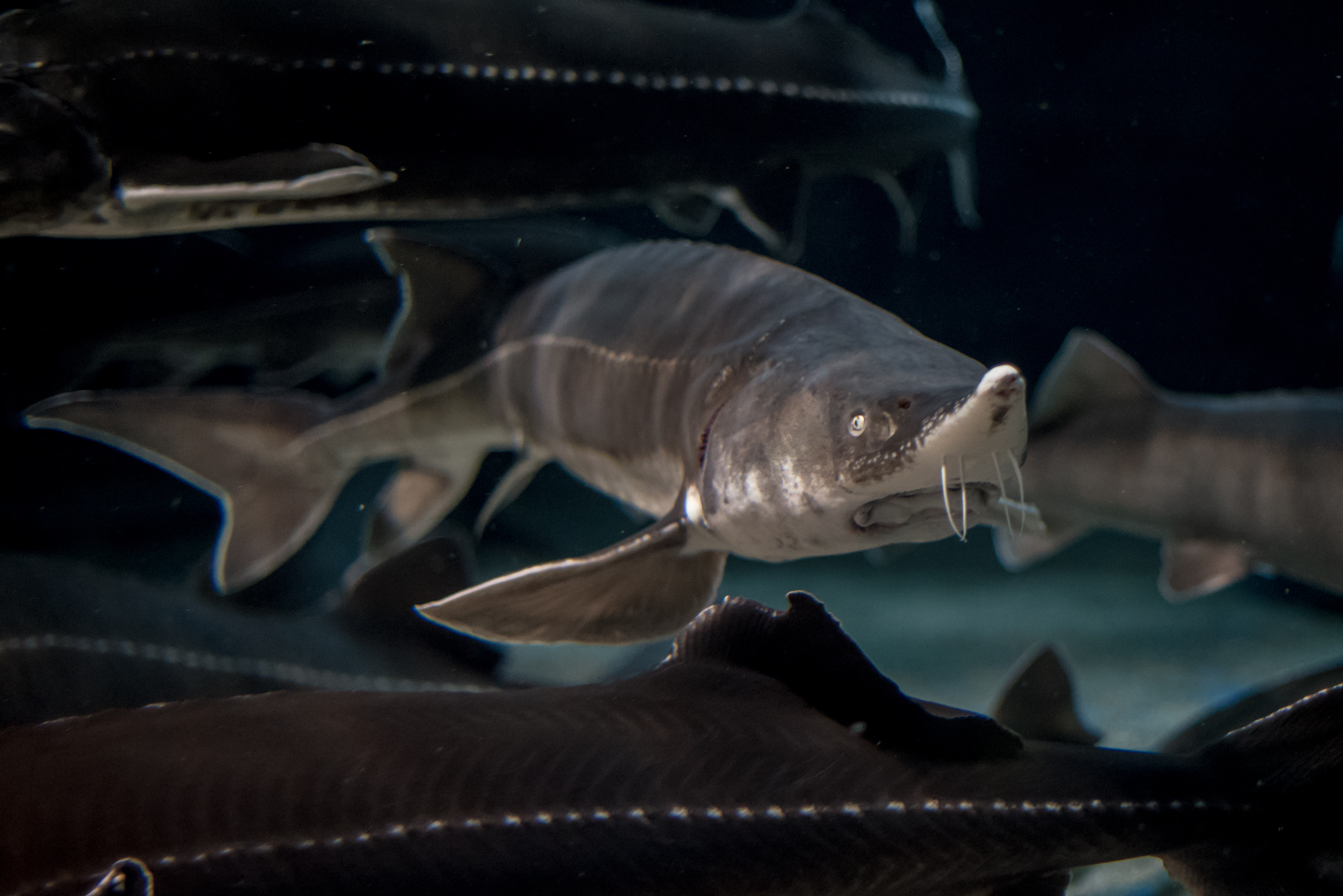 image of acipenser stellatus \(starry sturgeon\)