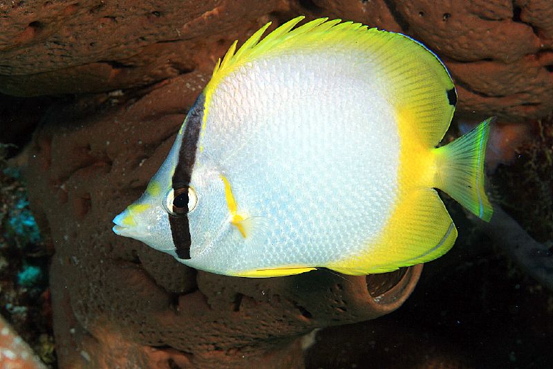 image of chaetodon ocellatus \(spotfin butterflyfish\)