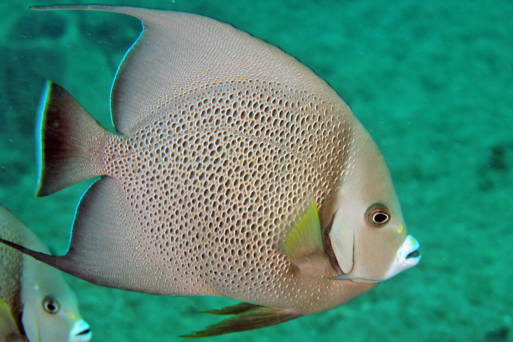 image of pomacanthus arcuatus \(gray angelfish\)