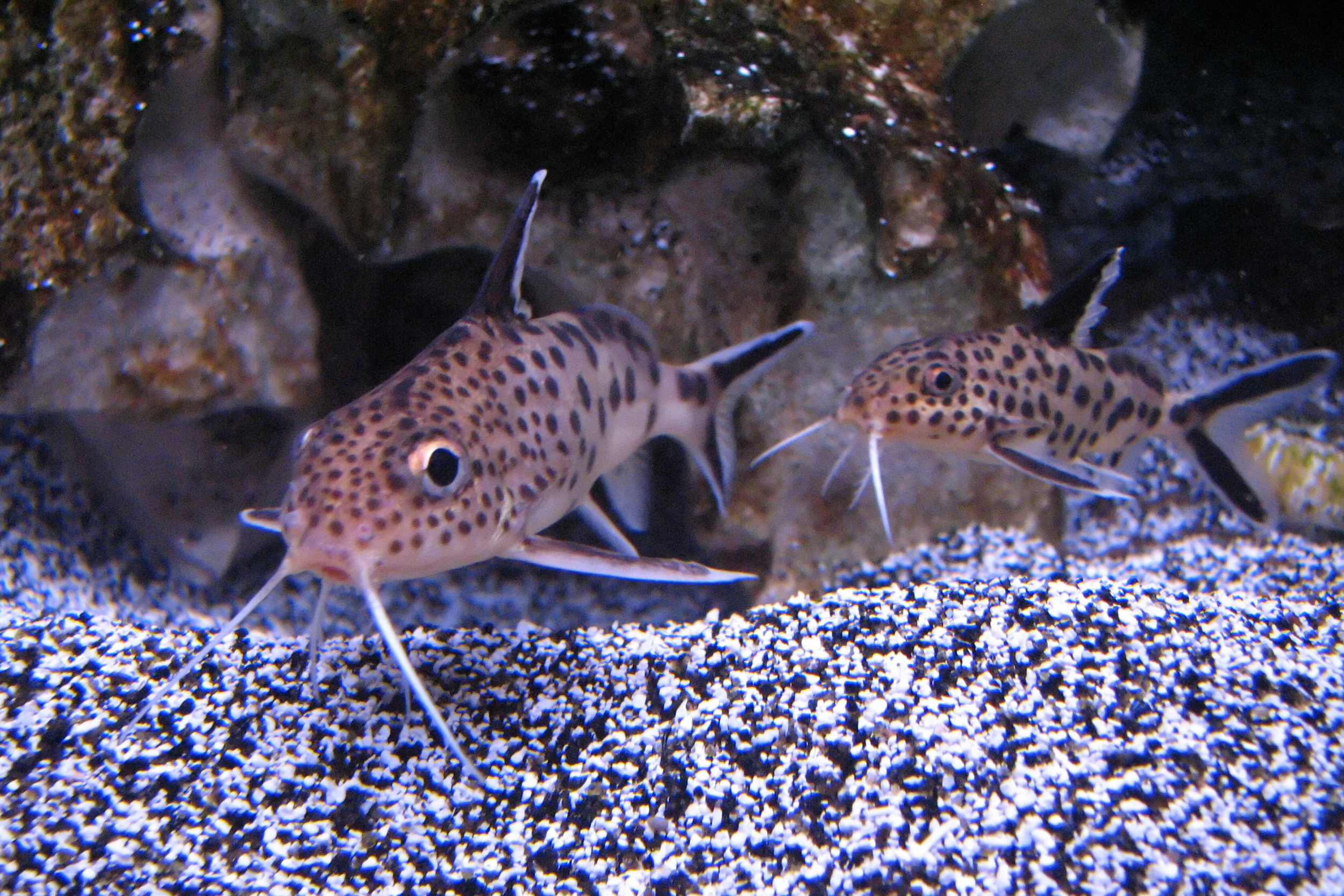 image of synodontis multipunctatus