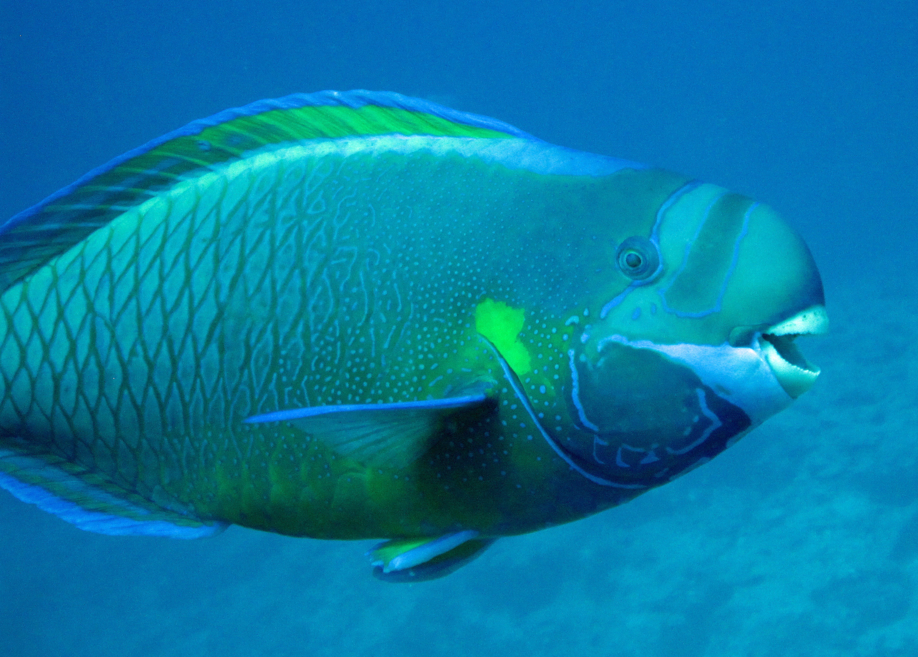 image of chlorurus perspicillatus \(spectacled parrotfish\)