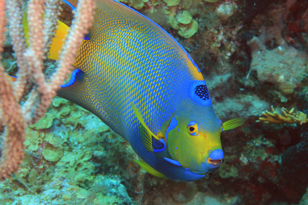 image of holacanthus ciliaris \(queen angelfish\)