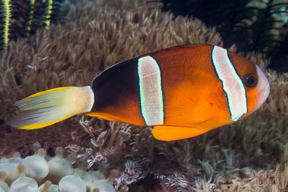 image of amphiprion clarkii \(yellowtail clownfish\)