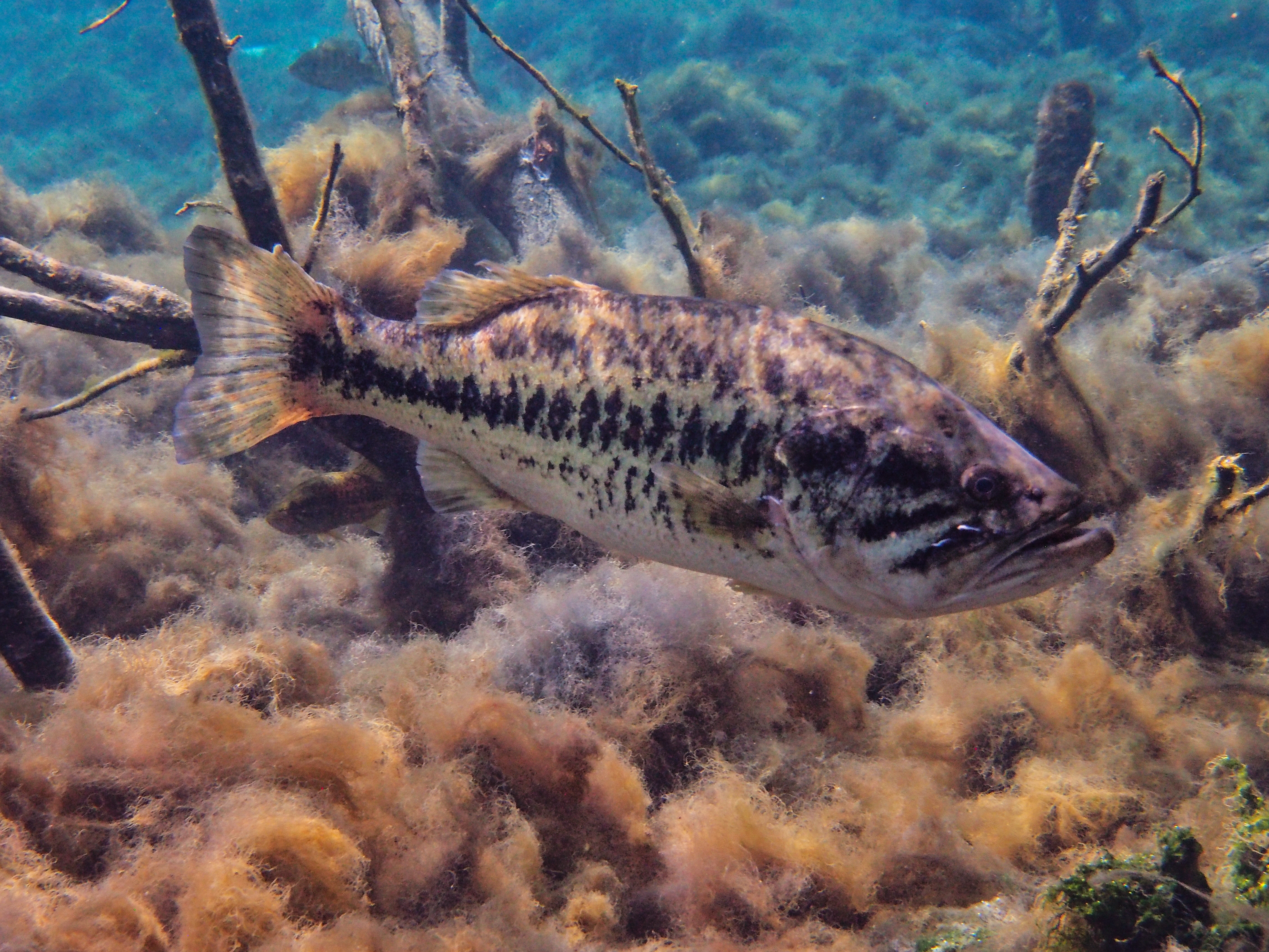 image of micropterus salmoides \(largemouth black bass\)
