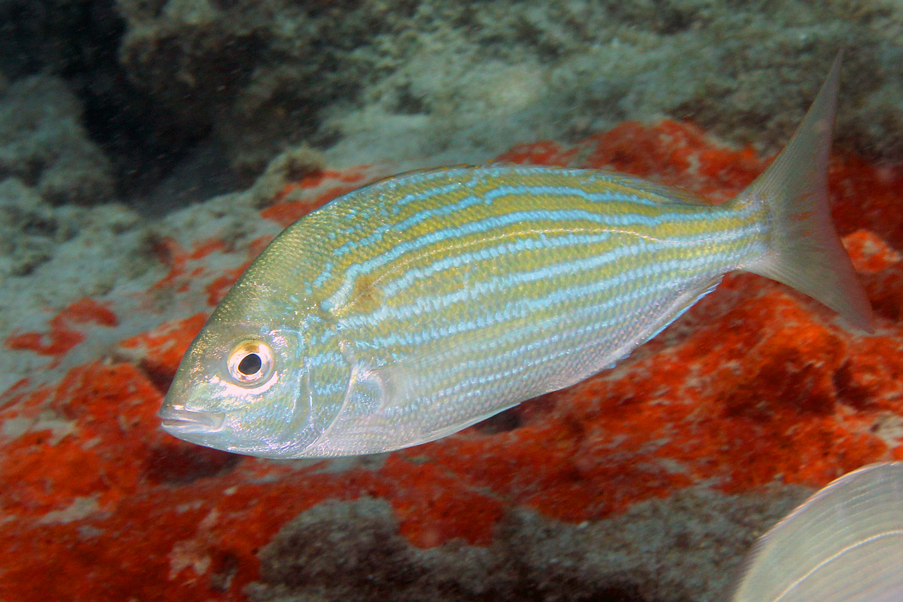 image of lagodon rhomboides \(pinfish\)
