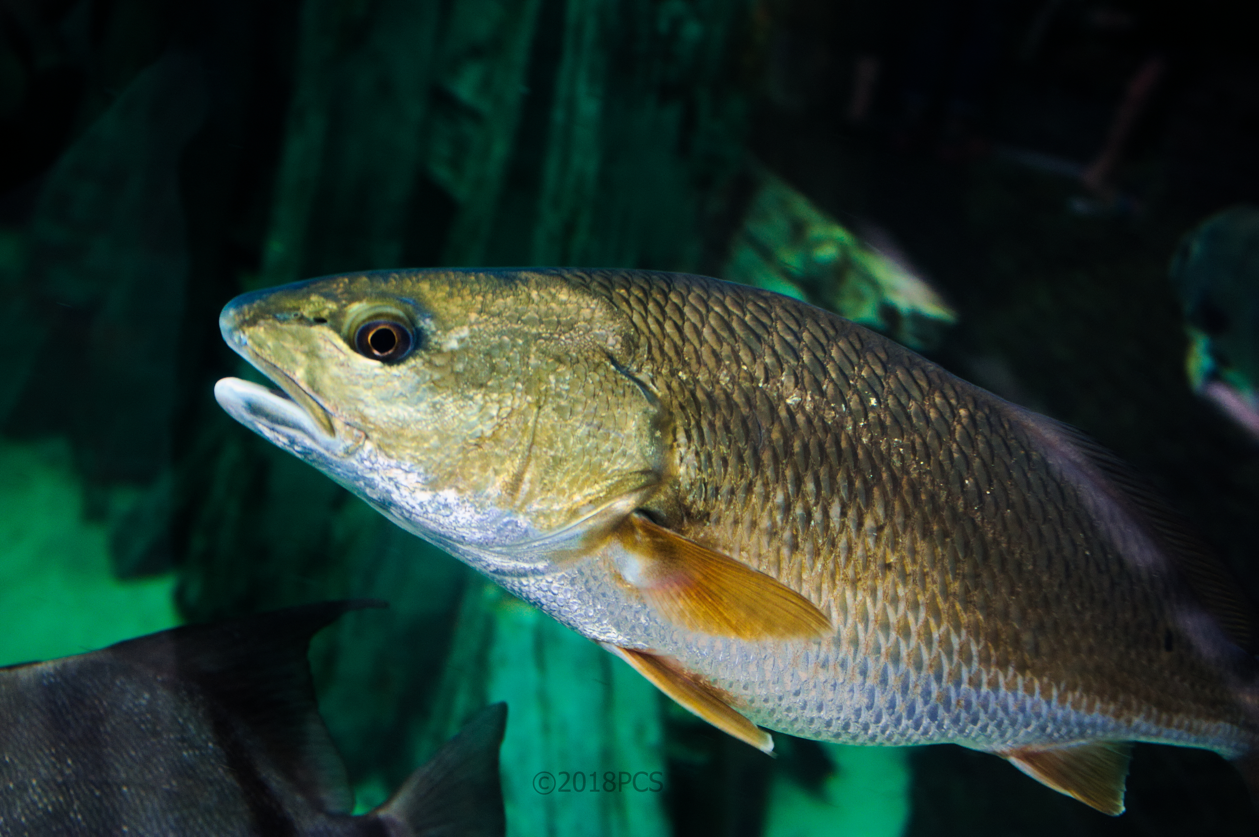 image of sciaenops ocellatus \(red drum\)