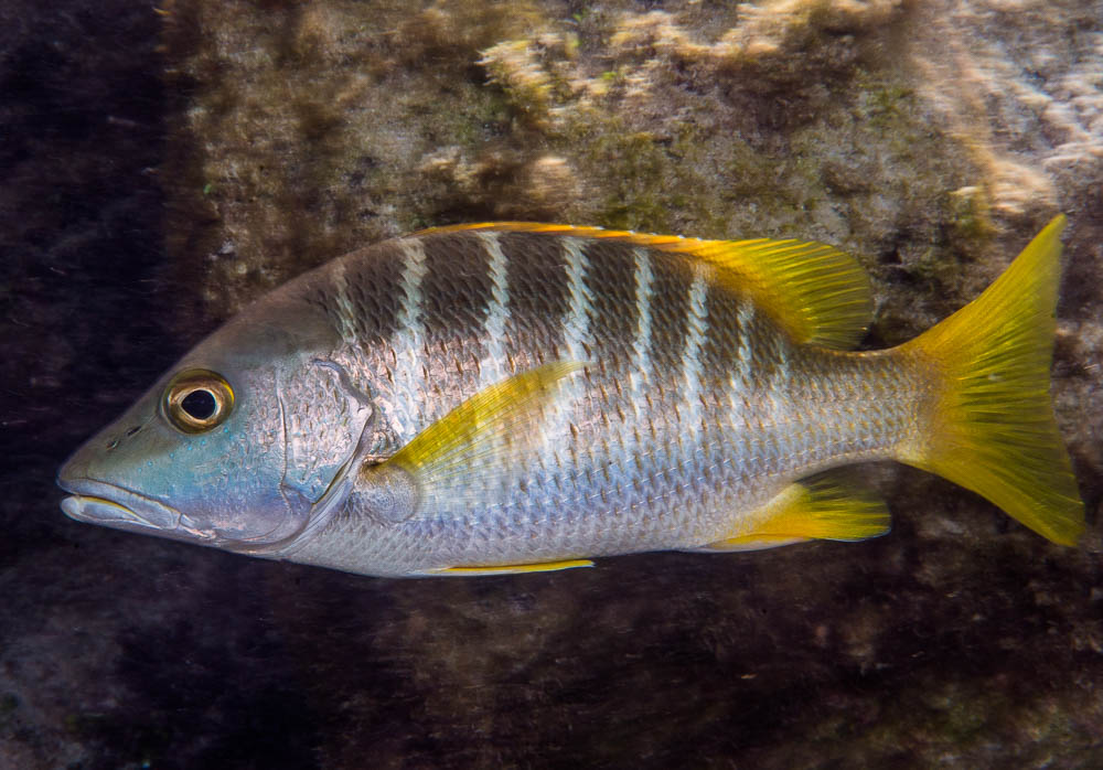 image of lutjanus apodus \(schoolmaster snapper\)