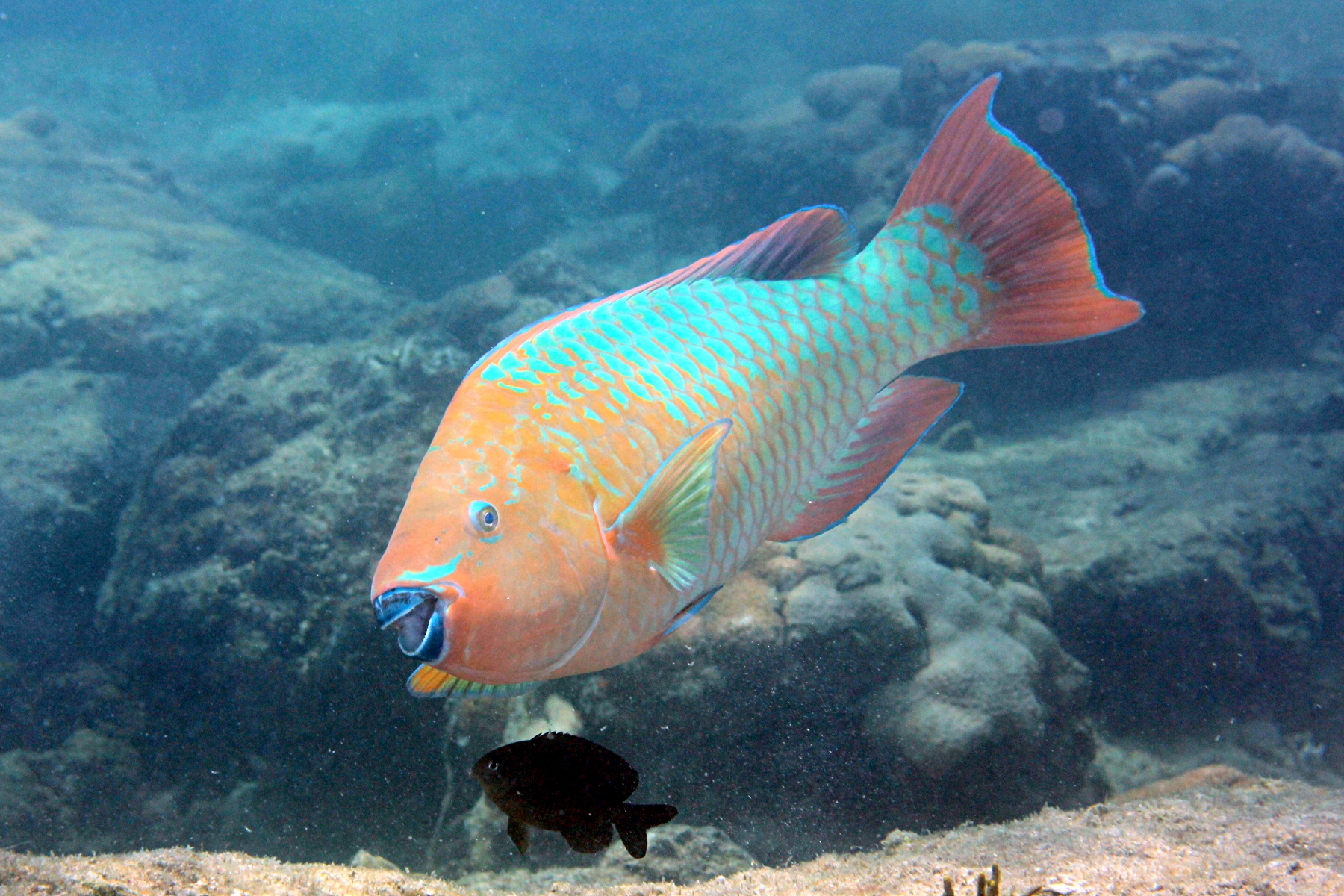 image of scarus guacamaia \(rainbow parrotfish\)