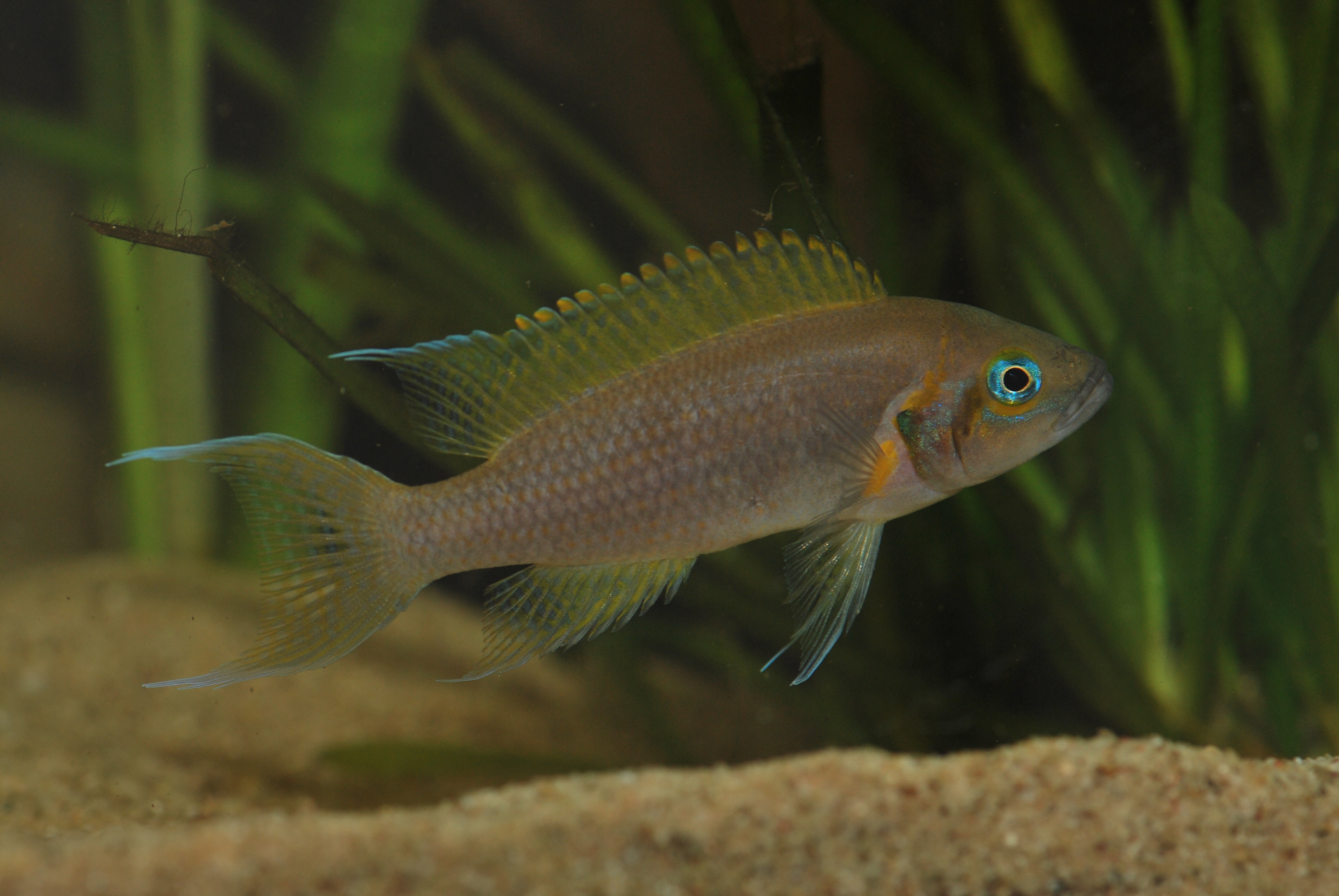 image of neolamprologus pulcher