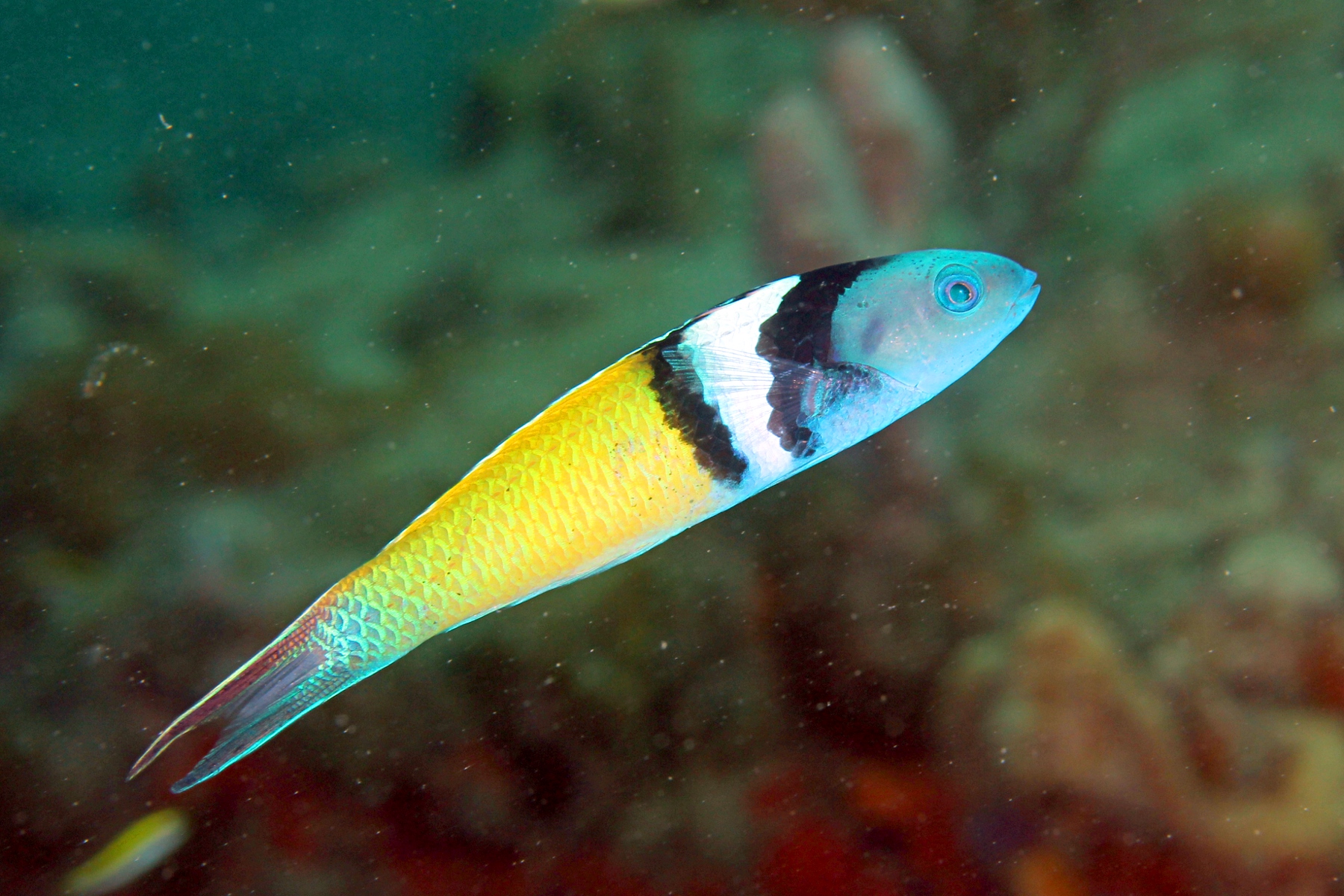image of thalassoma bifasciatum \(bluehead\)
