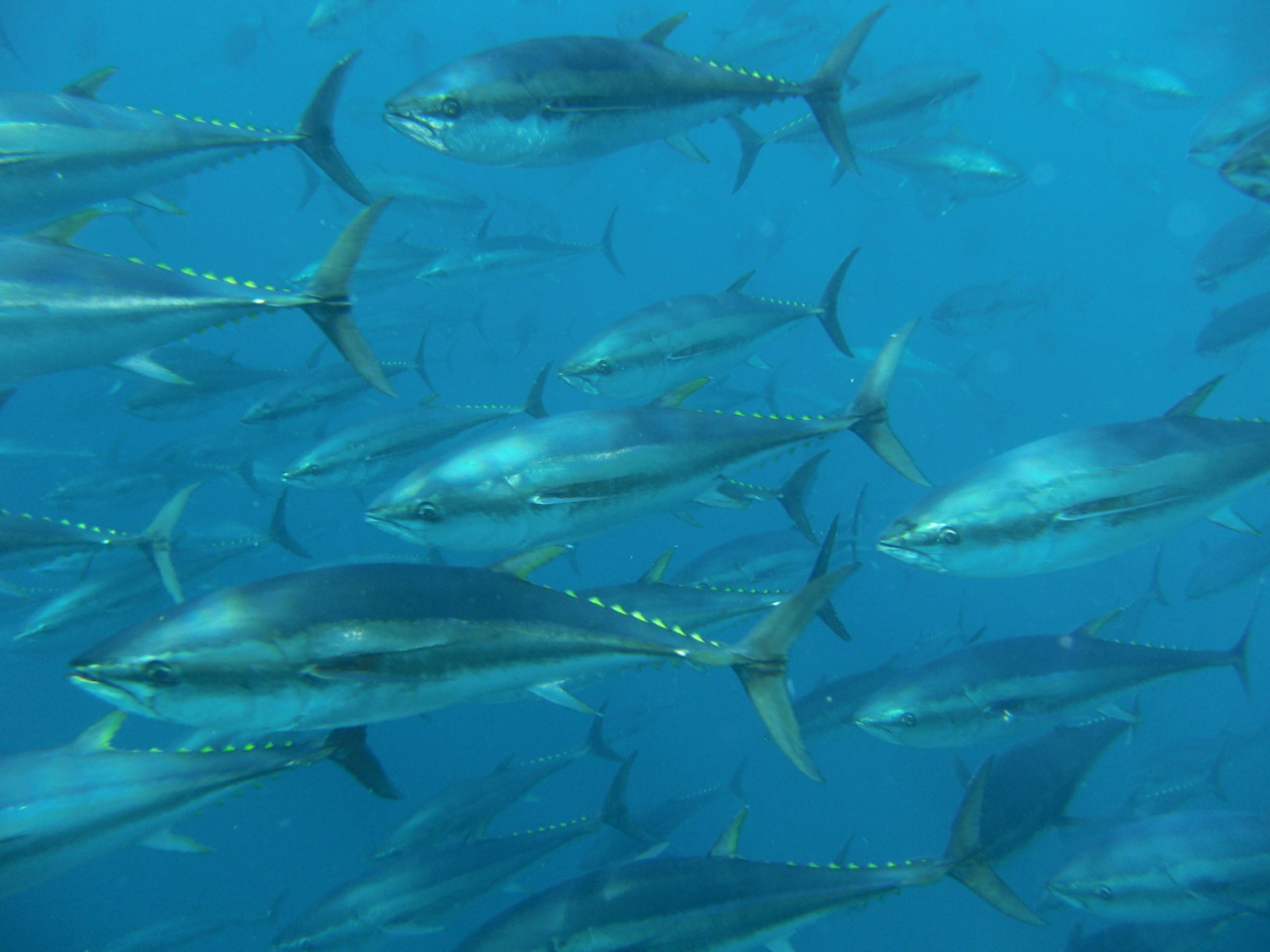 image of thunnus thynnus \(atlantic bluefin tuna\)