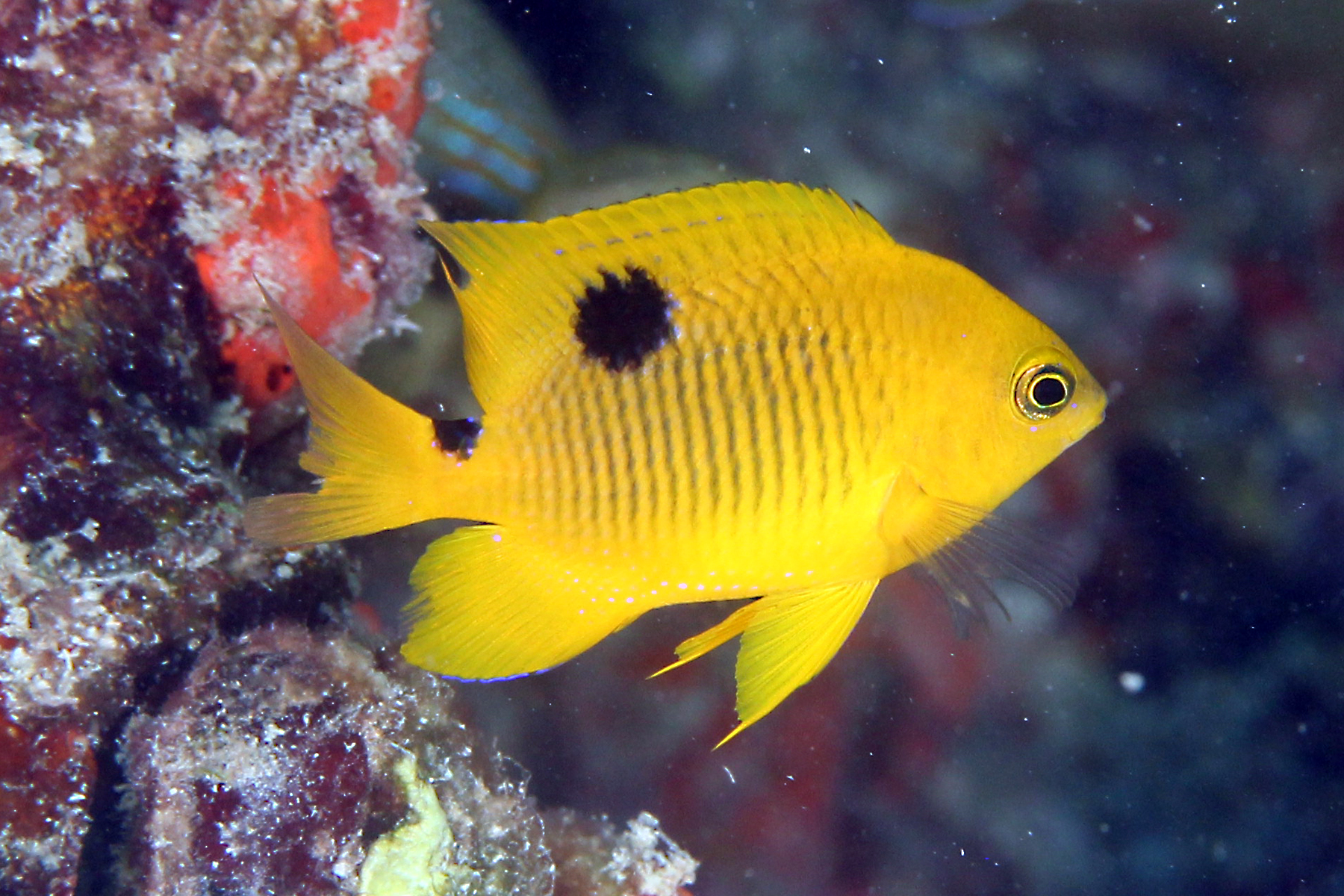 image of stegastes planifrons \(threespot damselfish\)