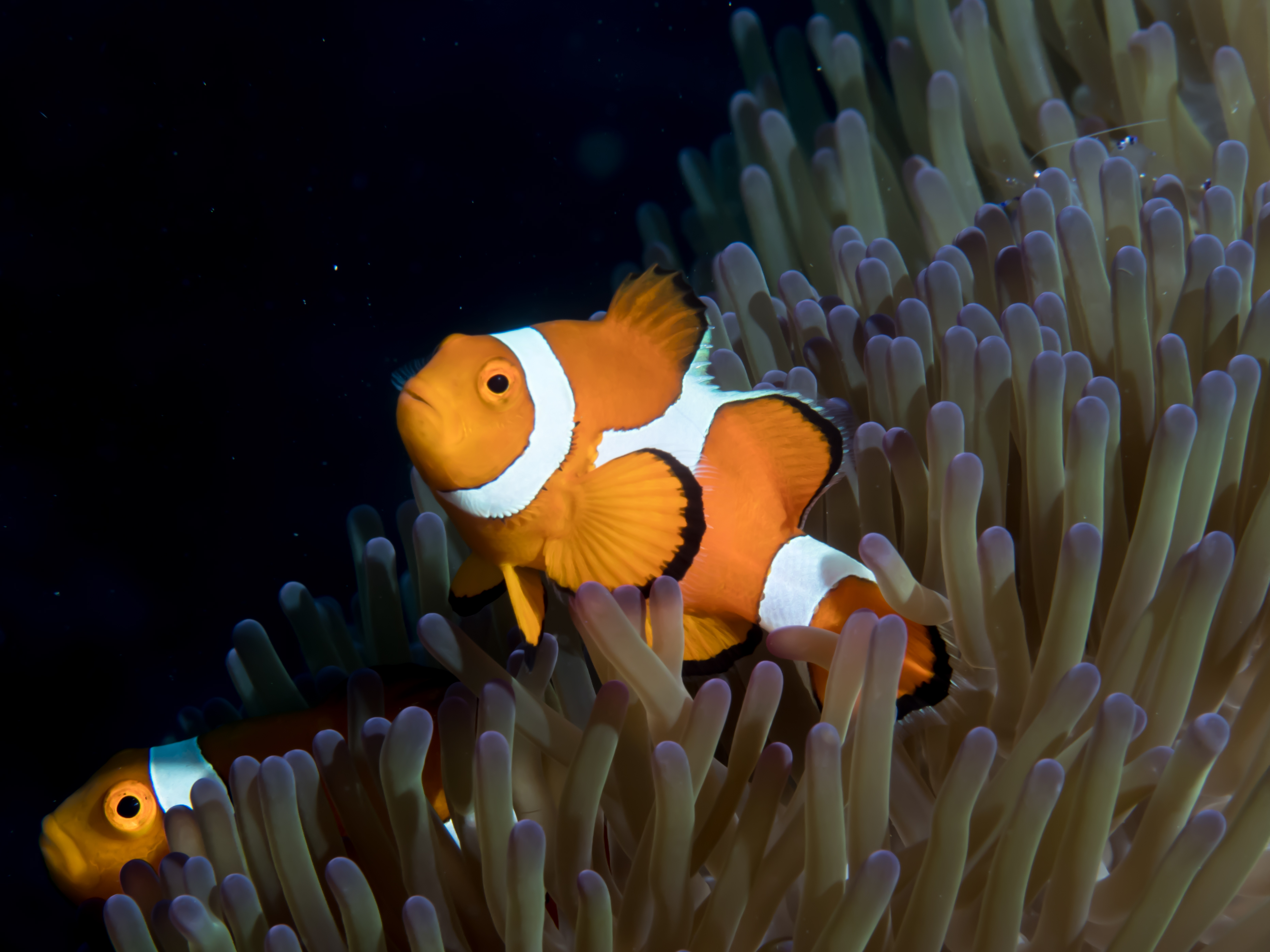 image of amphiprion ocellaris \(clown anemonefish\)