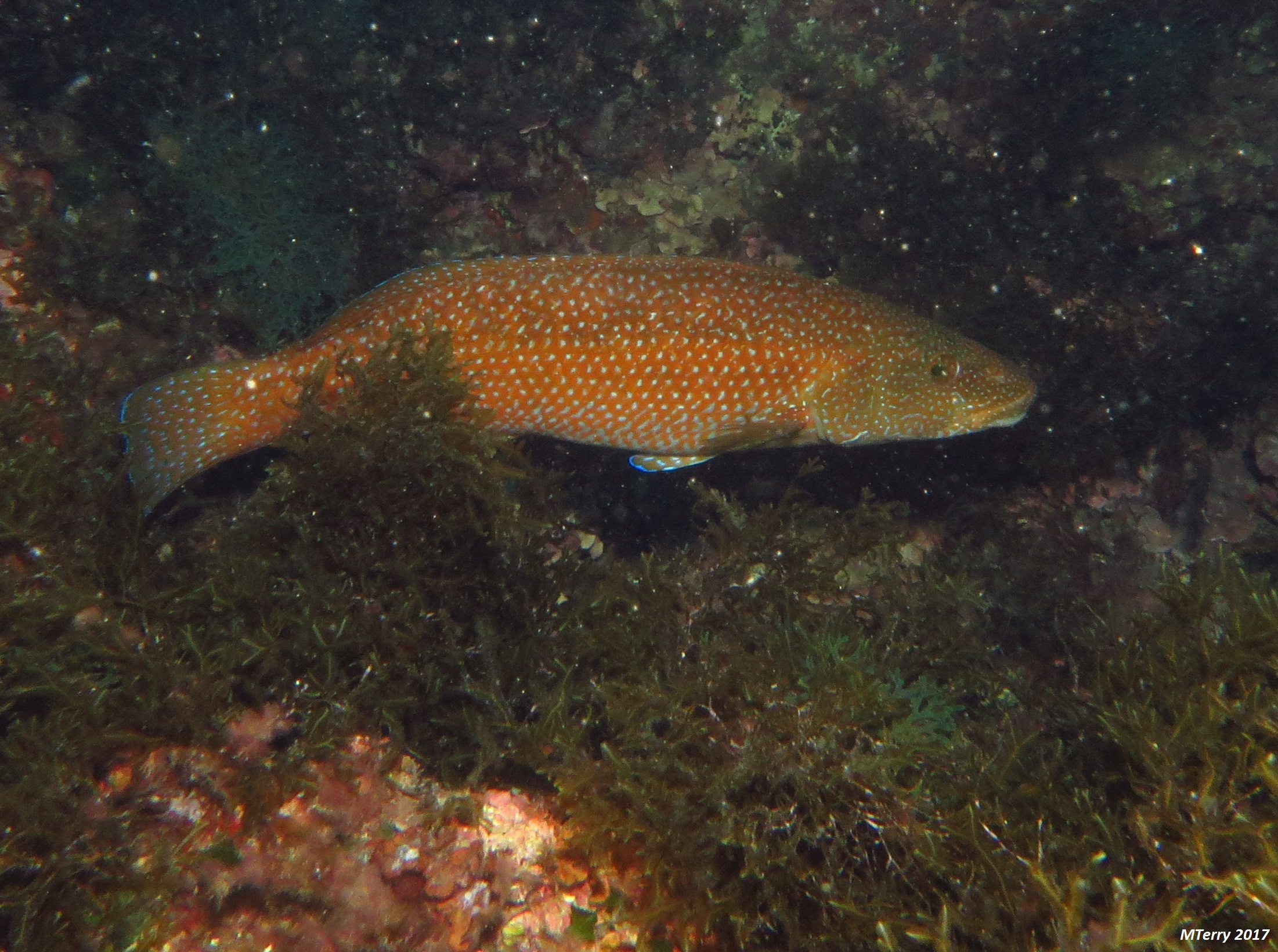image of labrus viridis