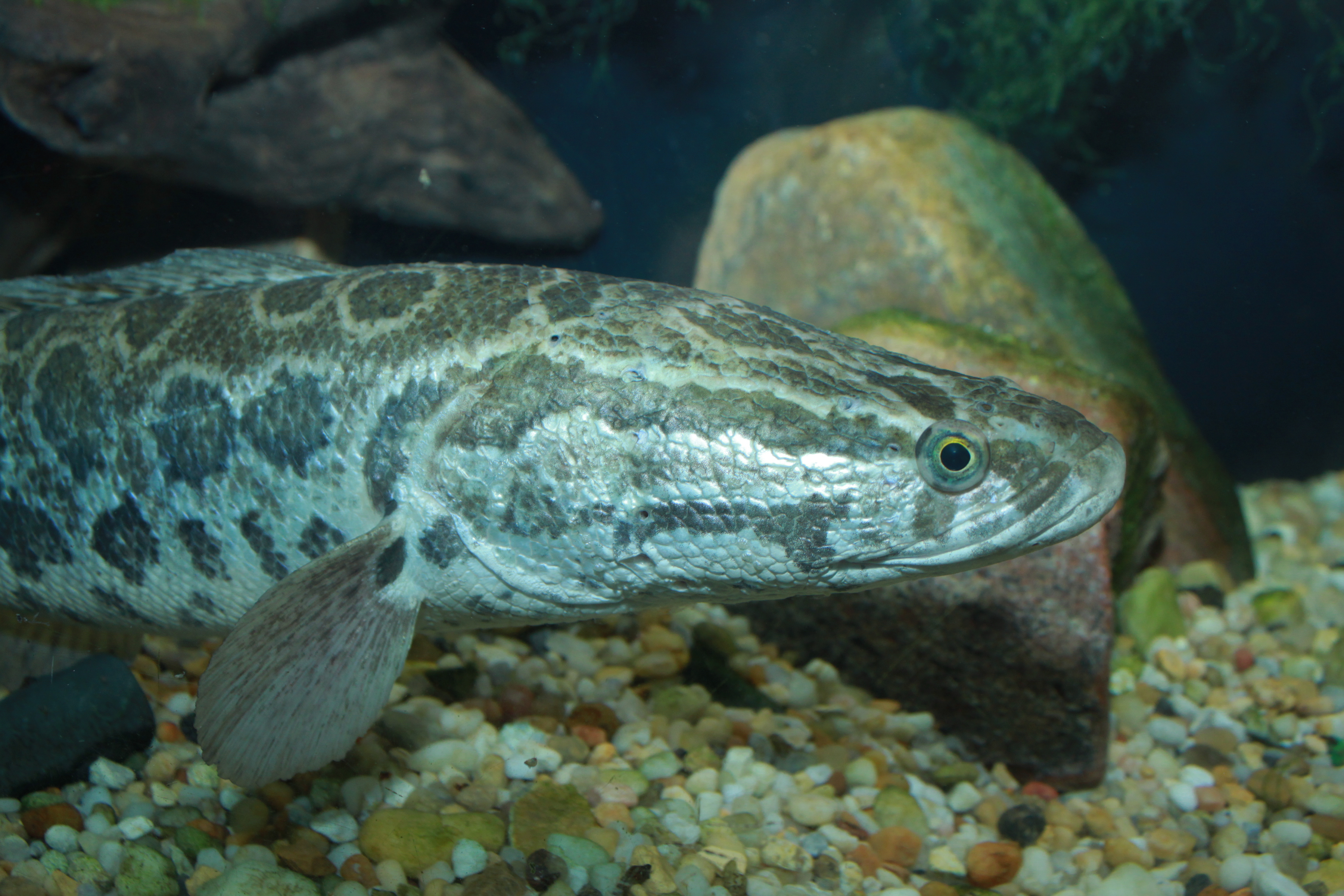 image of channa argus \(snakehead\)