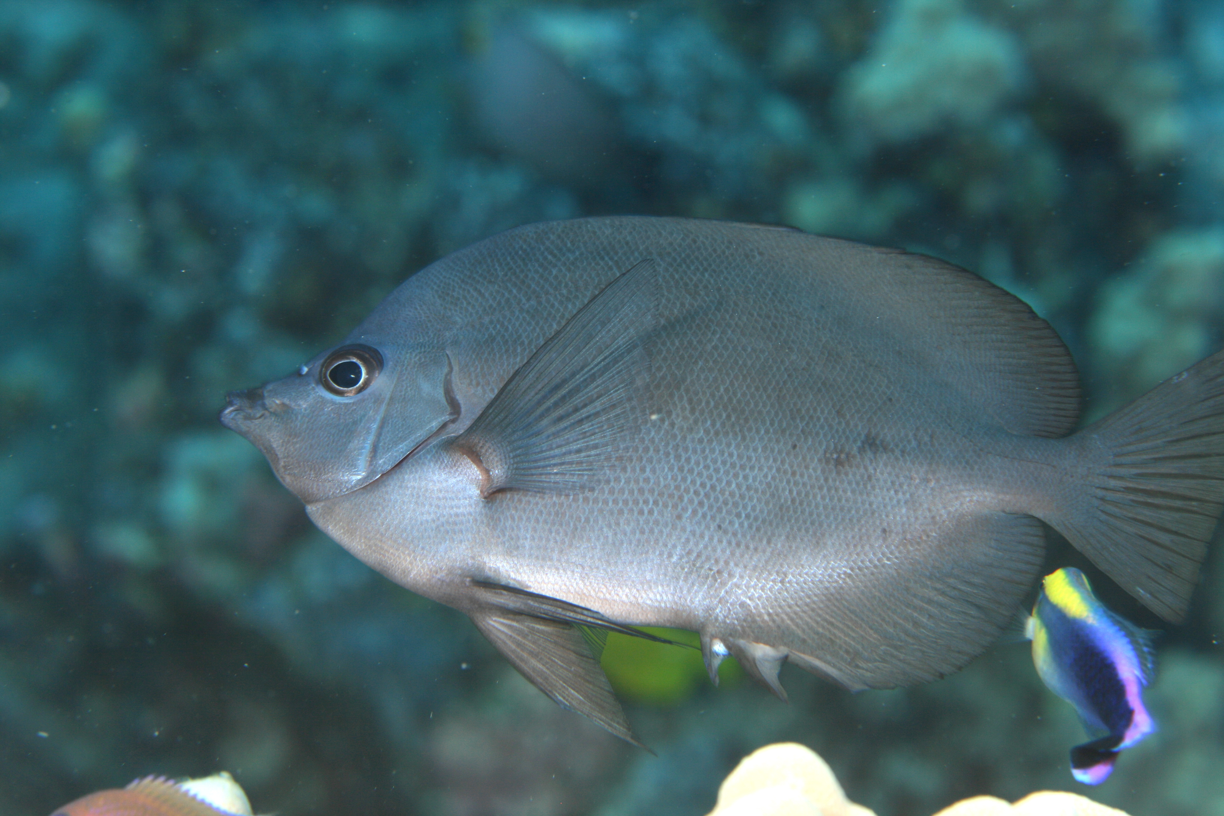 image of hemitaurichthys thompsoni \(thompson's butterflyfish\)