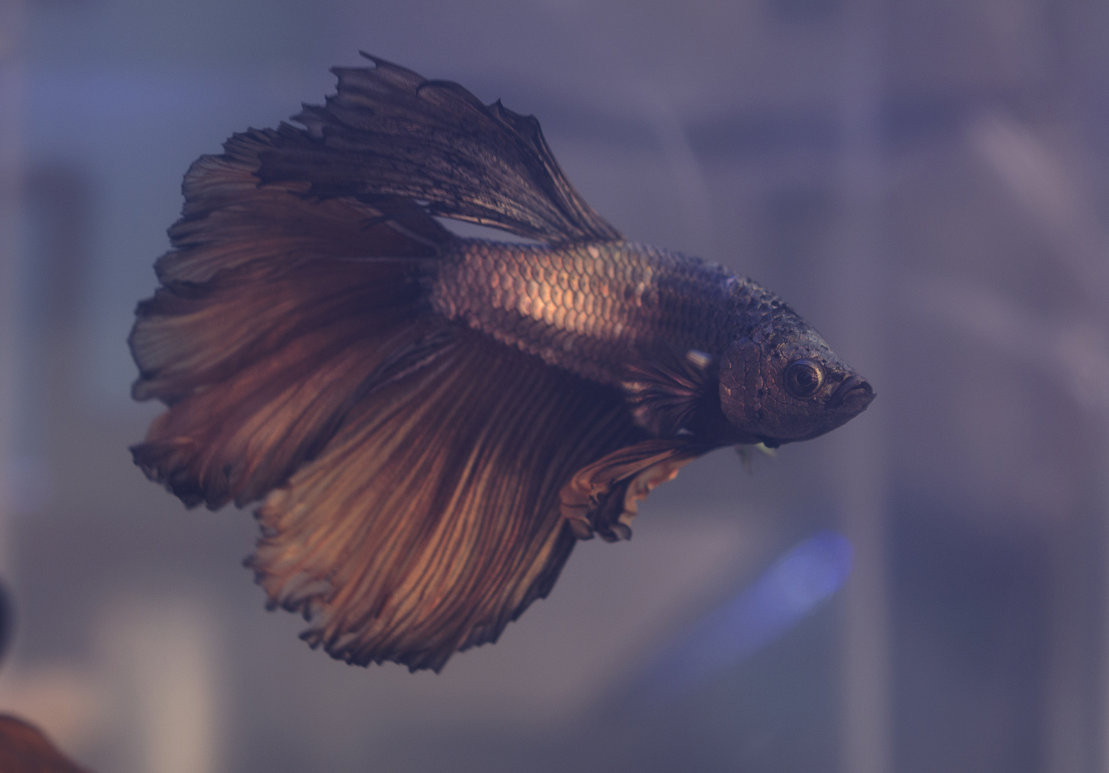 image of betta splendens \(siamese fighting fish\)