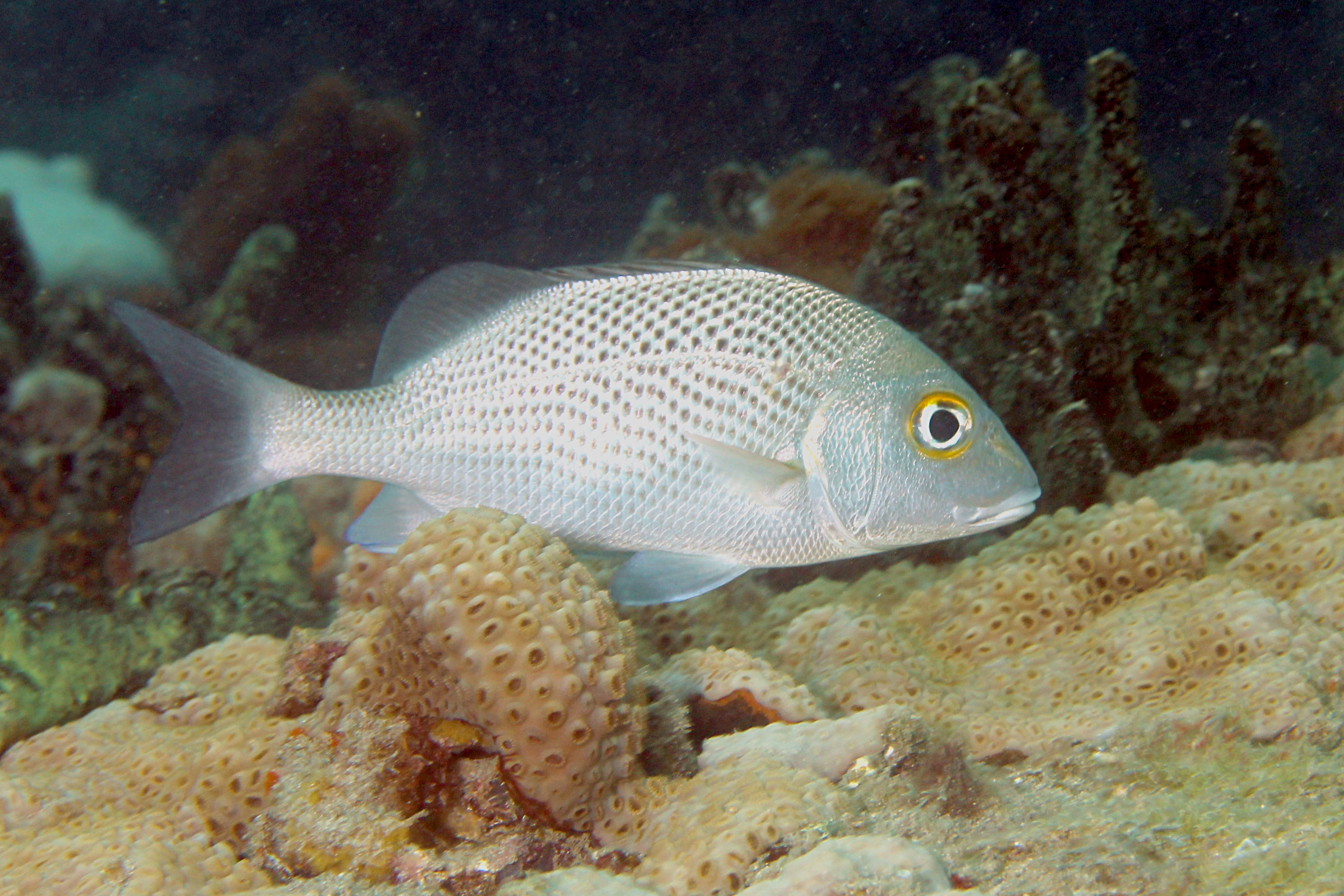 image of haemulon parra \(sailor's grunt\)