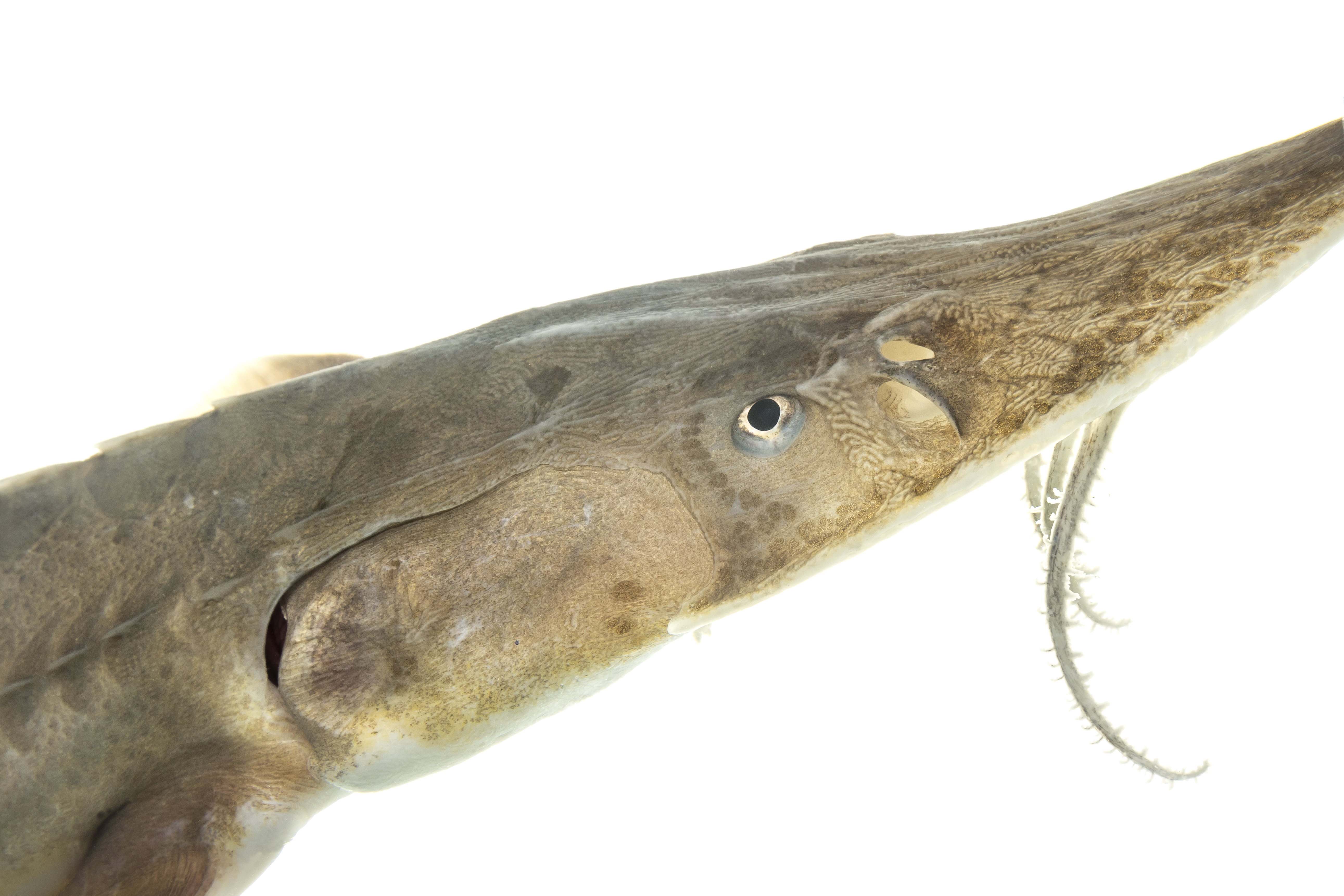 image of scaphirhynchus platorynchus \(shovelnose sturgeon\)