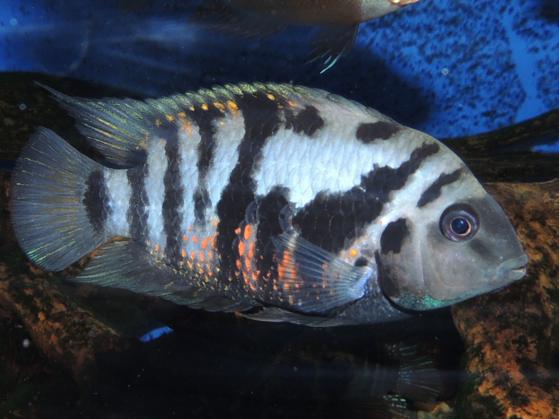 image of amatitlania nigrofasciata \(convict cichlid\)