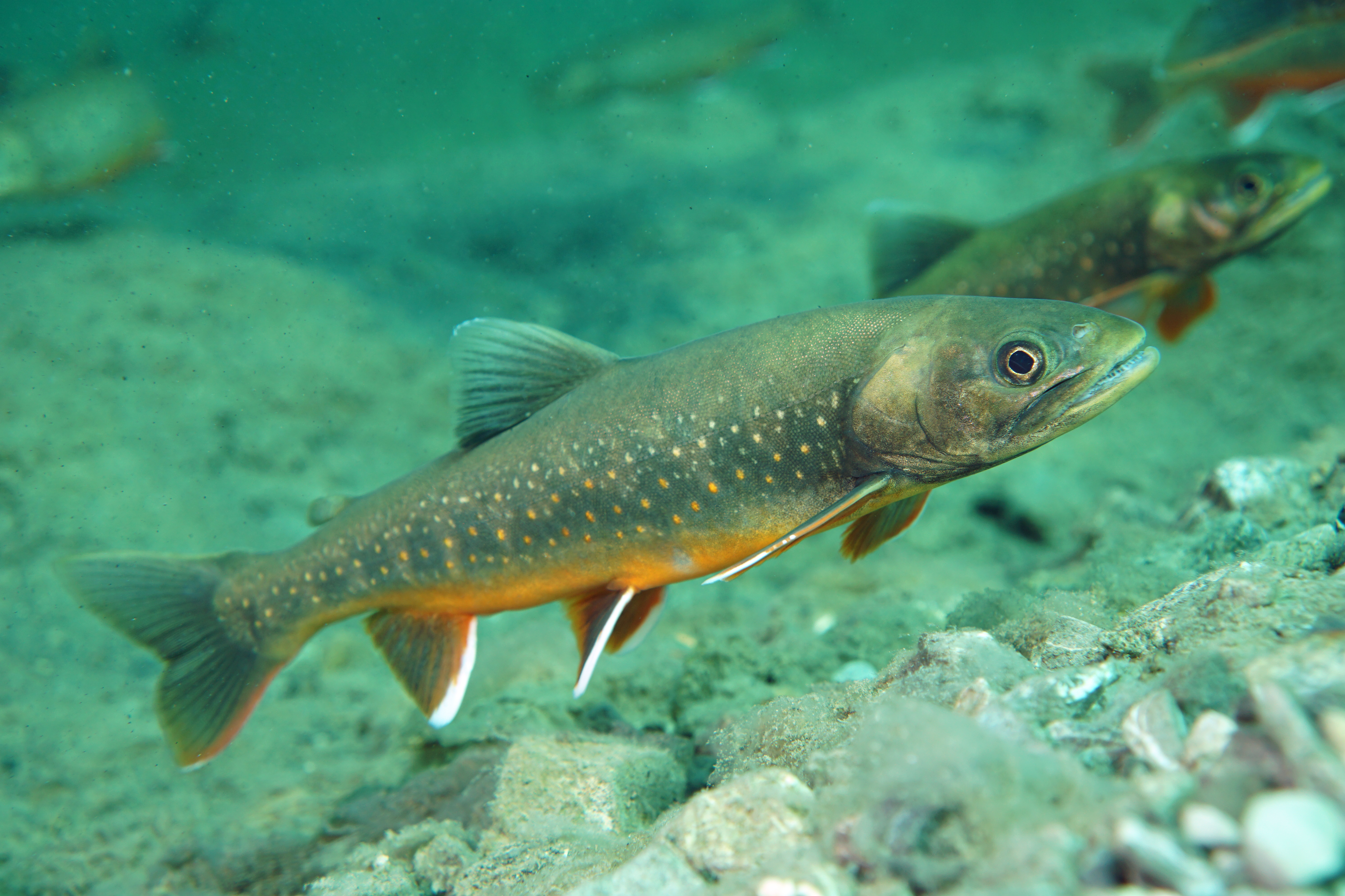 image of salvelinus alpinus \(arctic char\)