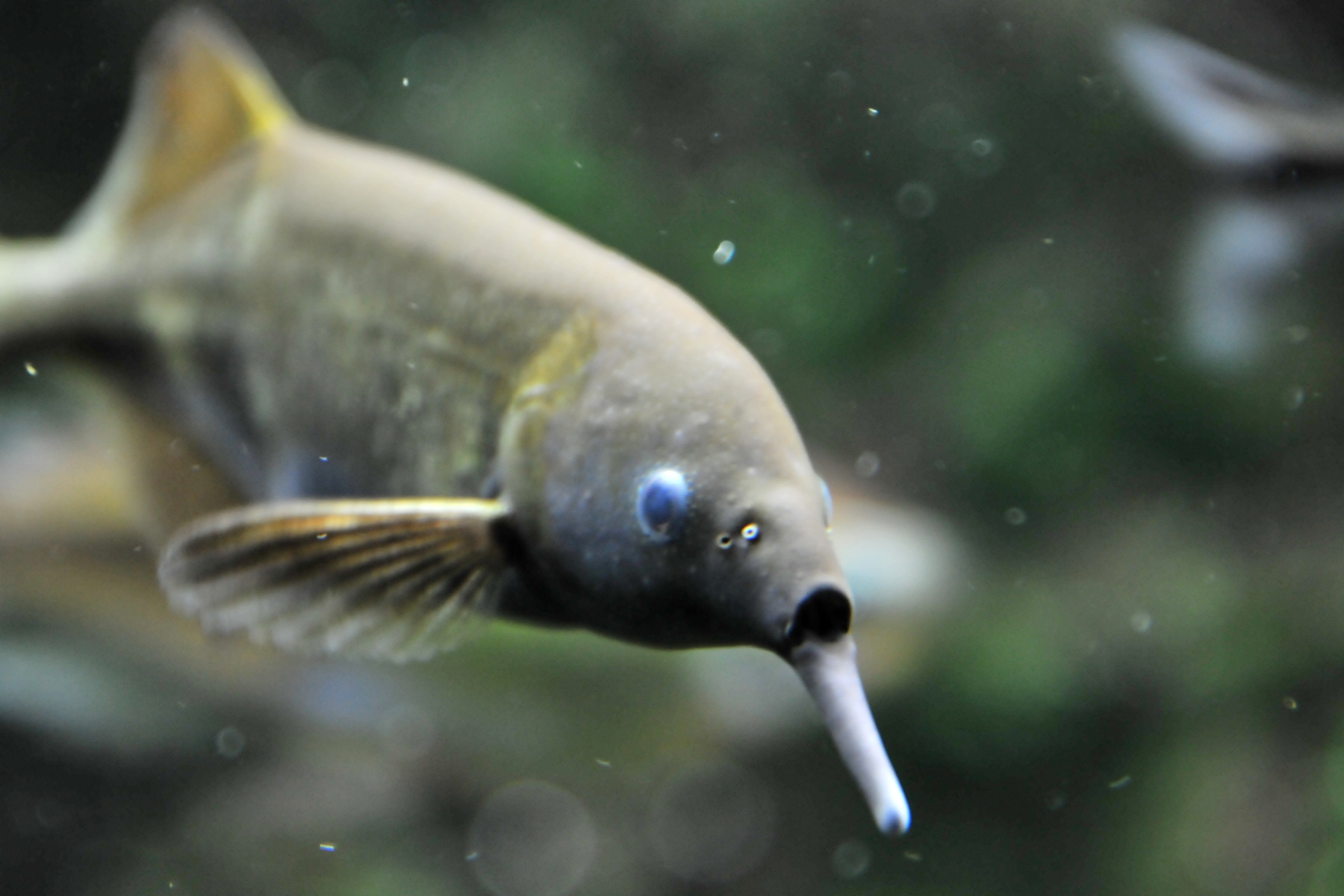 image of gnathonemus petersii \(elephantnose fish\)