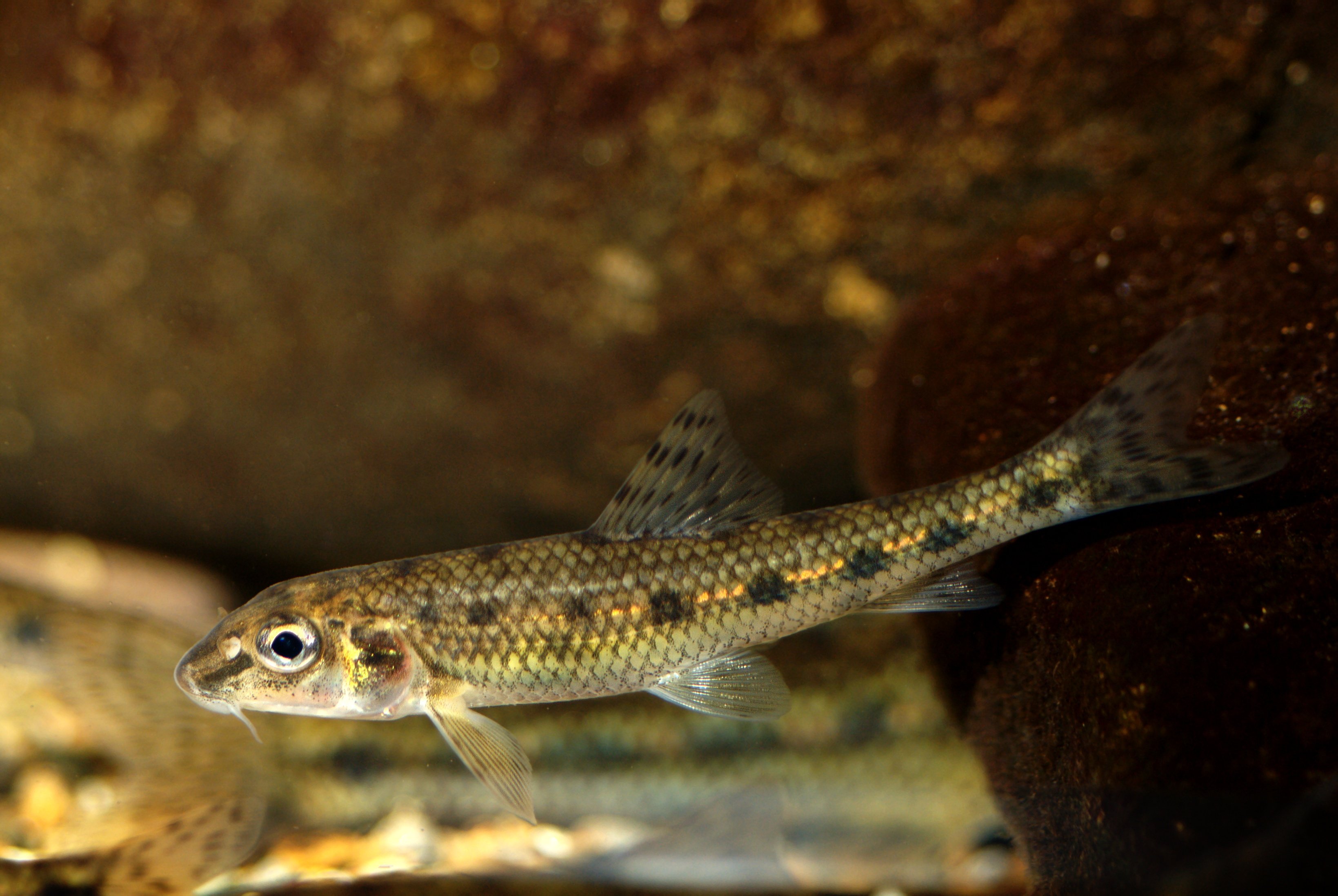 image of gobio gobio \(gudgeon\)