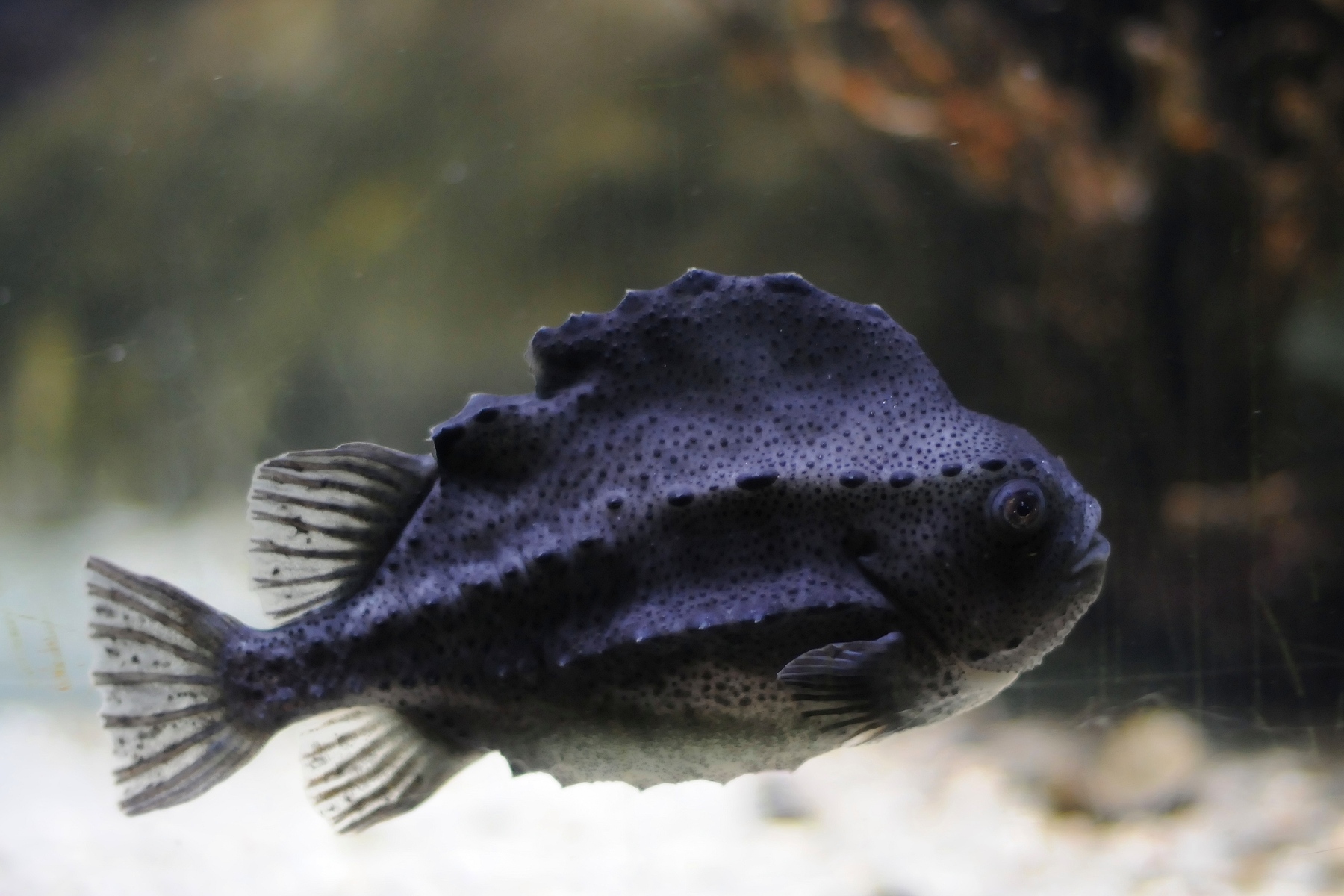 image of cyclopterus lumpus \(lumpfish\)