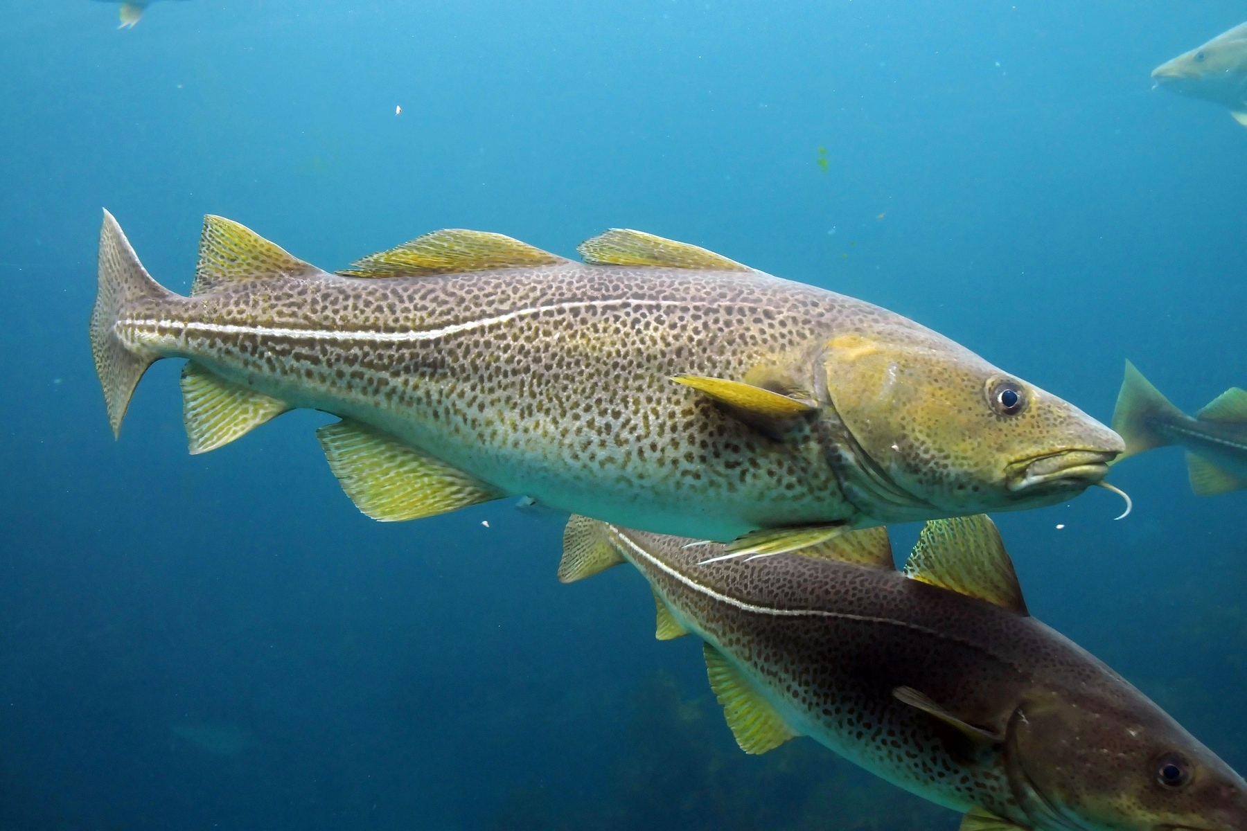 image of gadus morhua \(atlantic cod\)