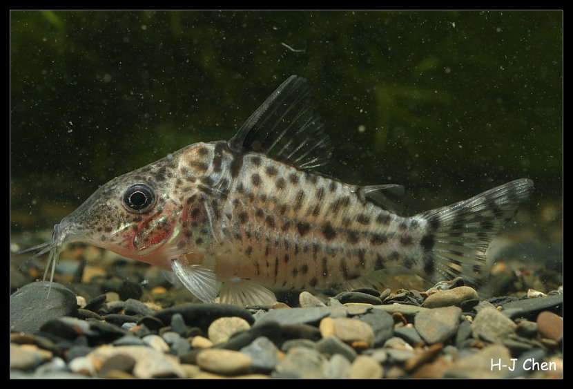 image of corydoras agassizii