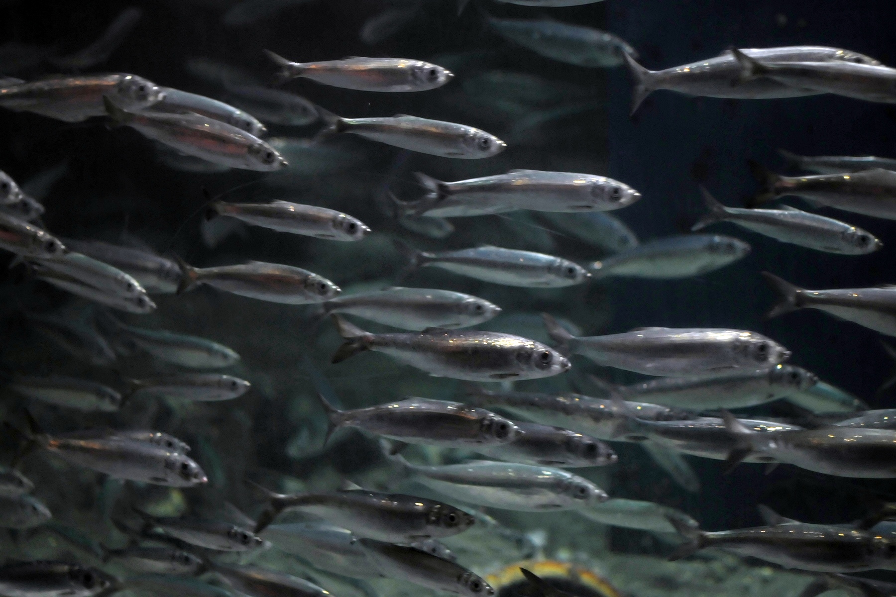 image of clupea harengus \(atlantic herring\)