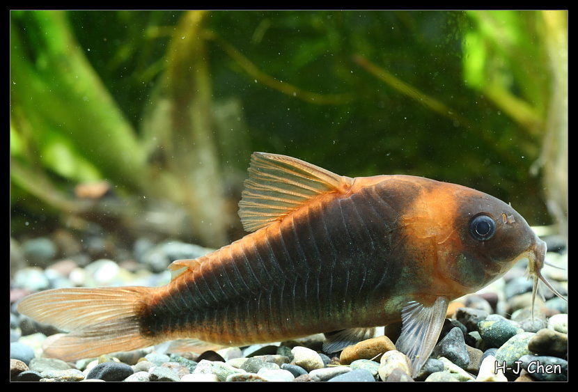 image of corydoras eques