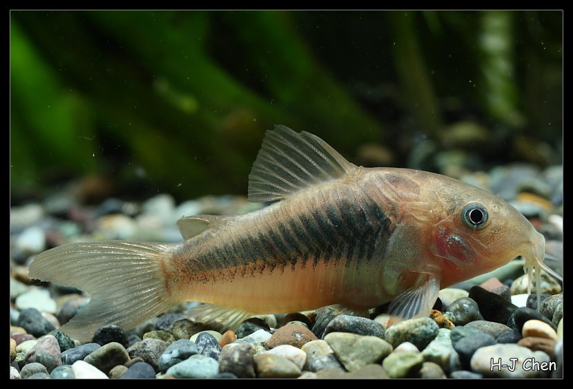 image of corydoras aeneus \(bronze corydoras\)