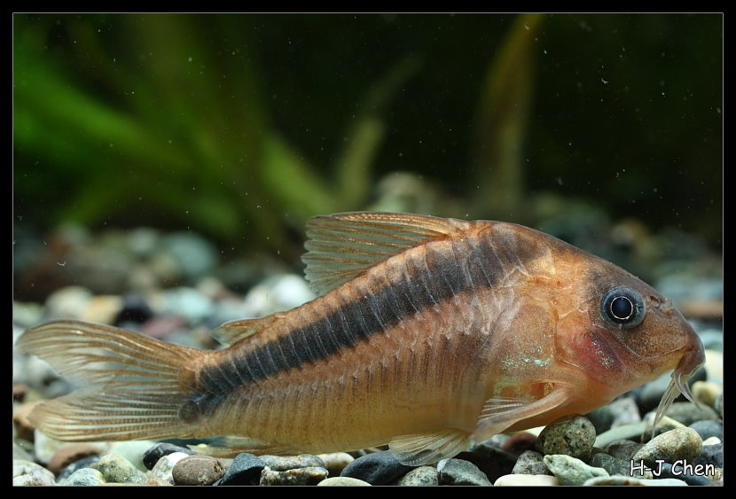 image of corydoras rabauti \(rust corydoras\)