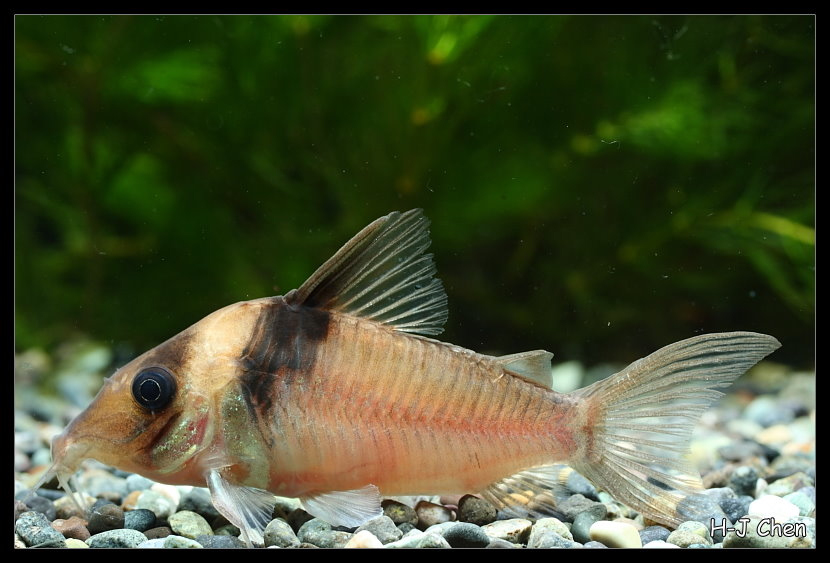image of corydoras virginiae