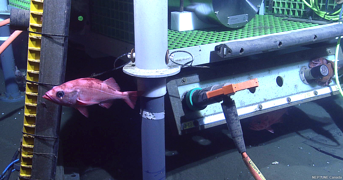 image of sebastes alutus \(pacific ocean perch\)