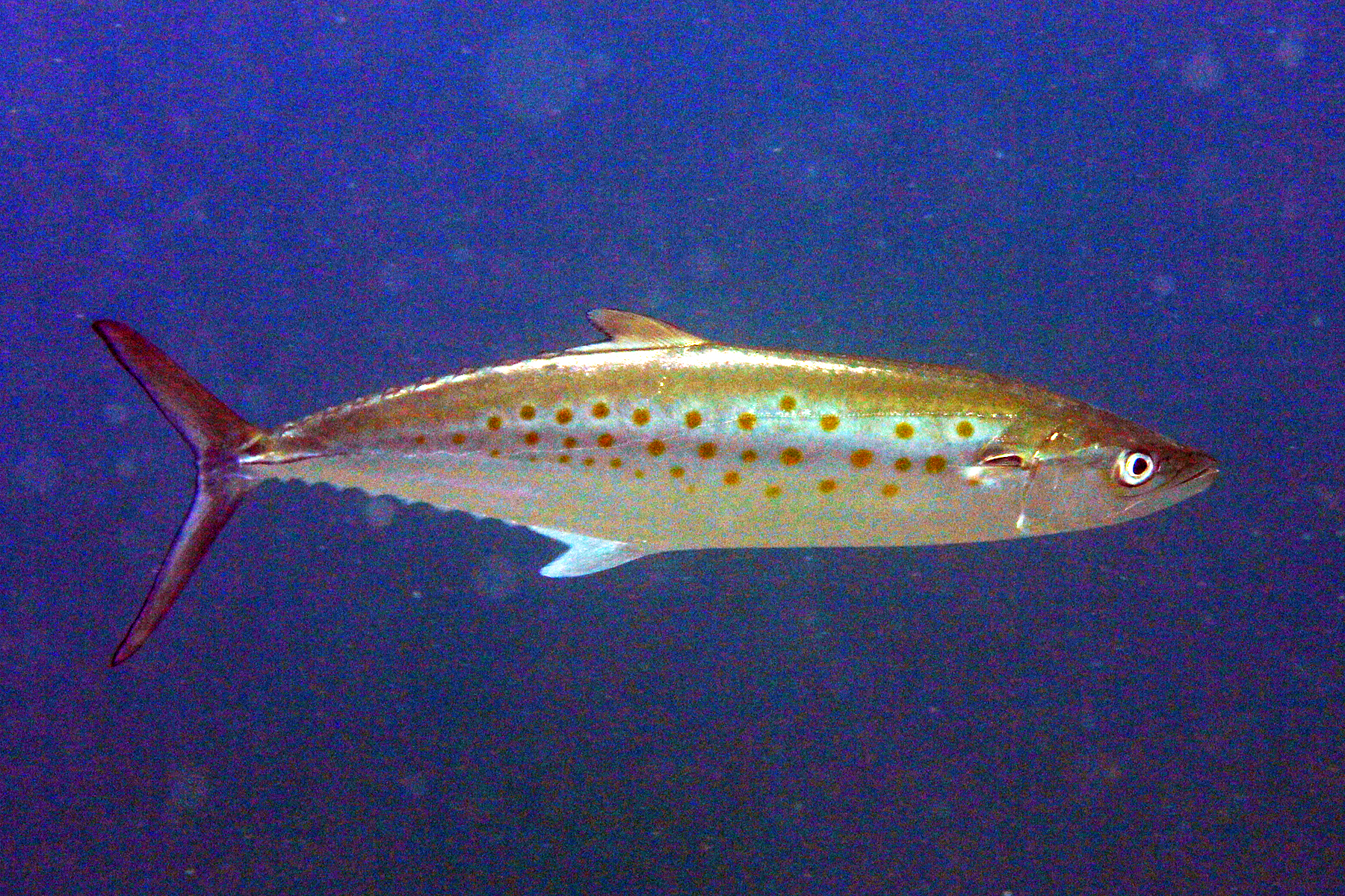 image of scomberomorus maculatus \(atlantic spanish mackerel\)