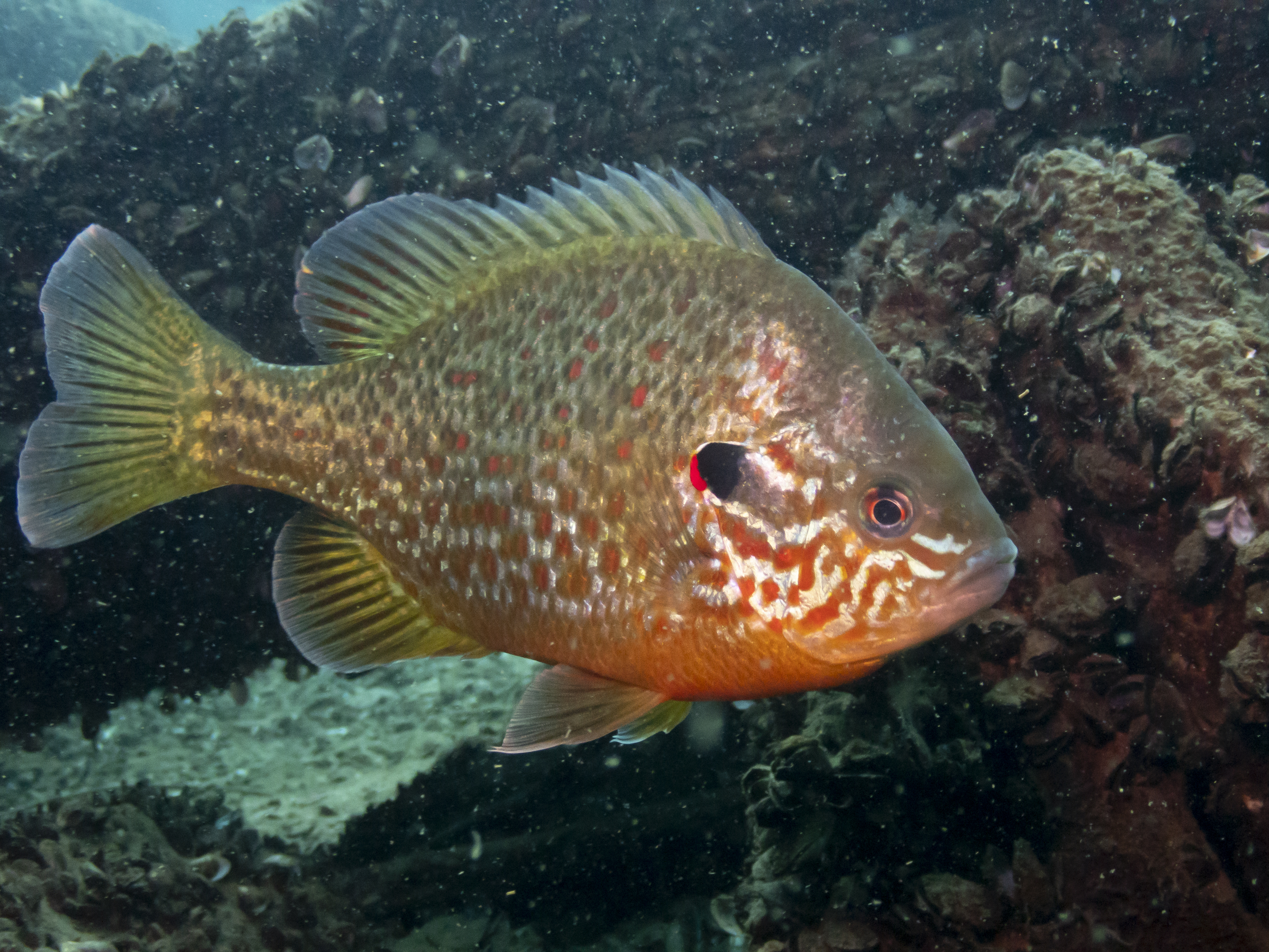 image of lepomis gibbosus \(pumpkinseed\)