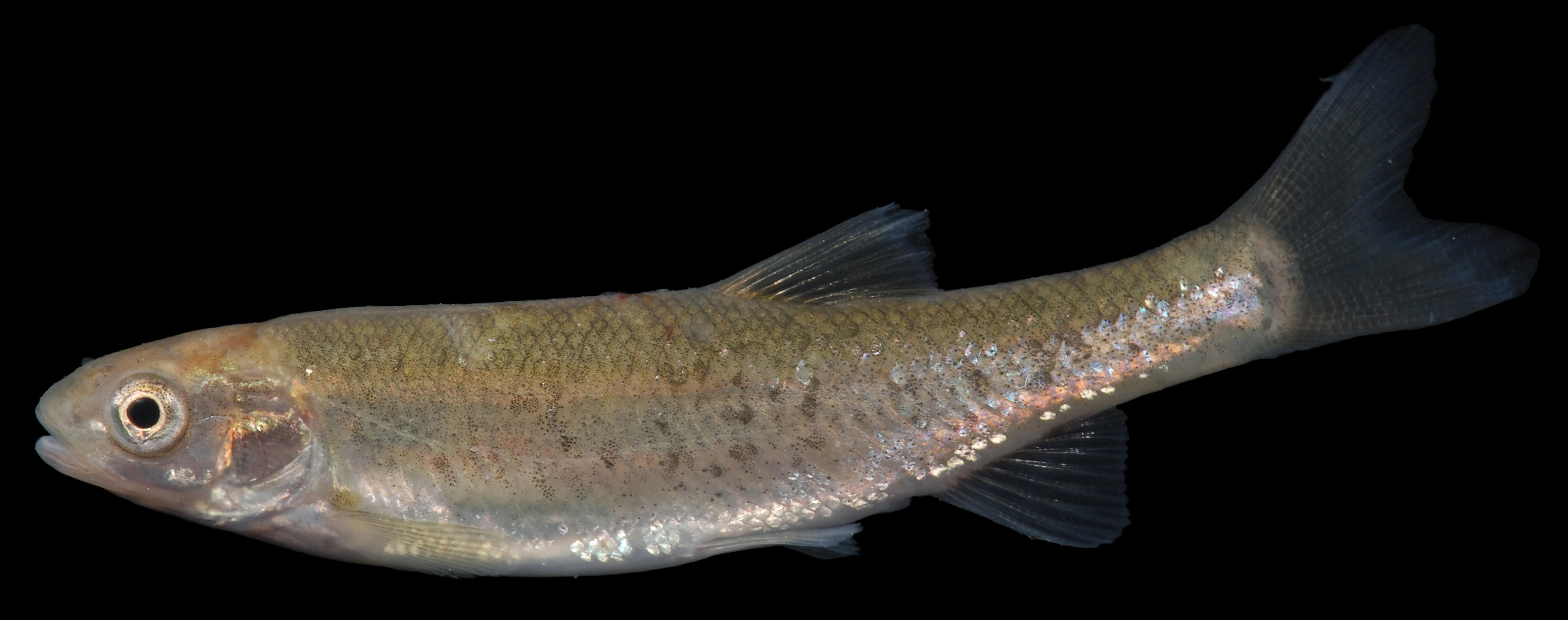image of margariscus margarita \(allegheny pearl dace\)