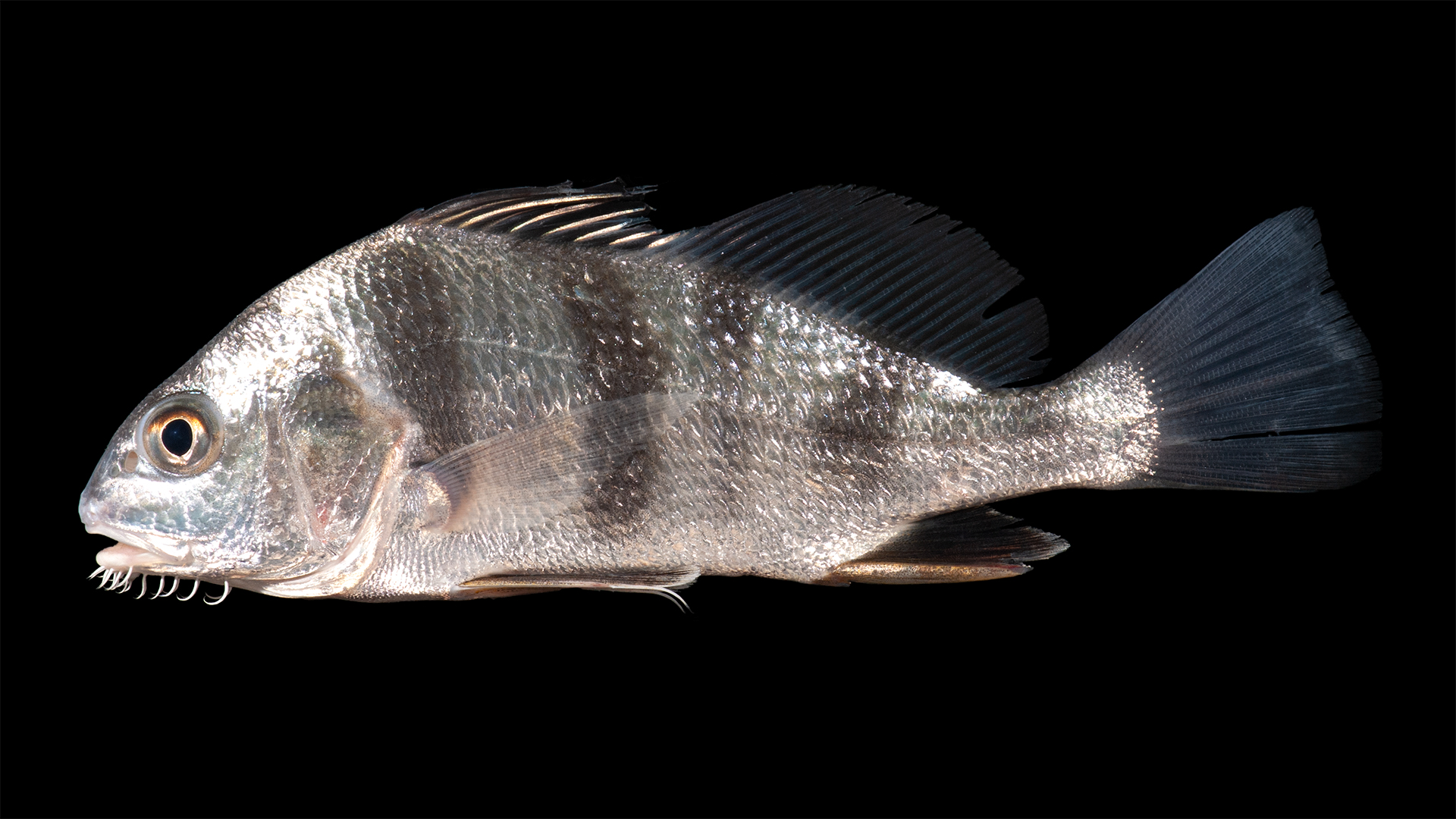 image of pogonias cromis \(black drum\)