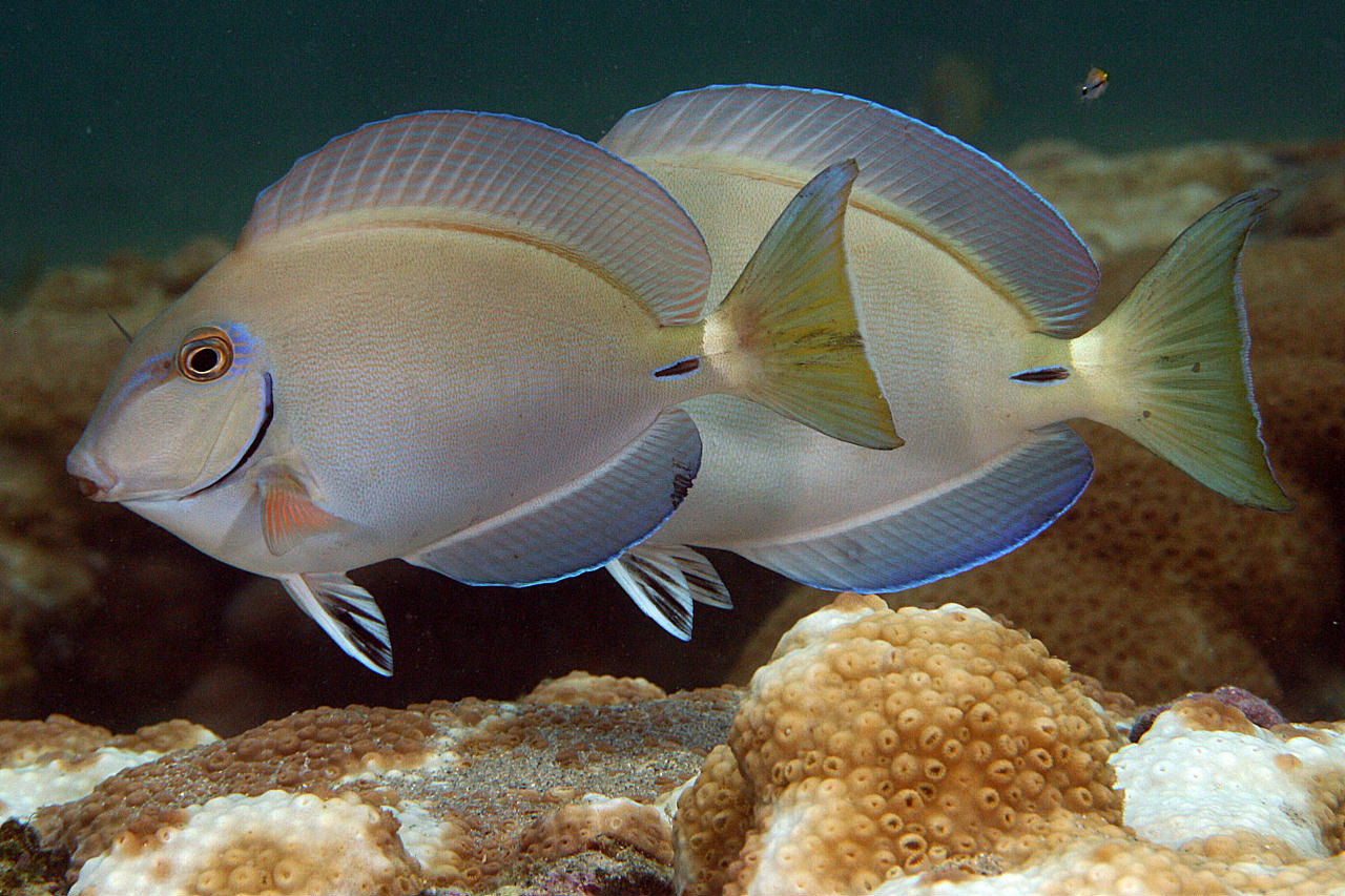 image of acanthurus bahianus \(barber surgeonfish\)